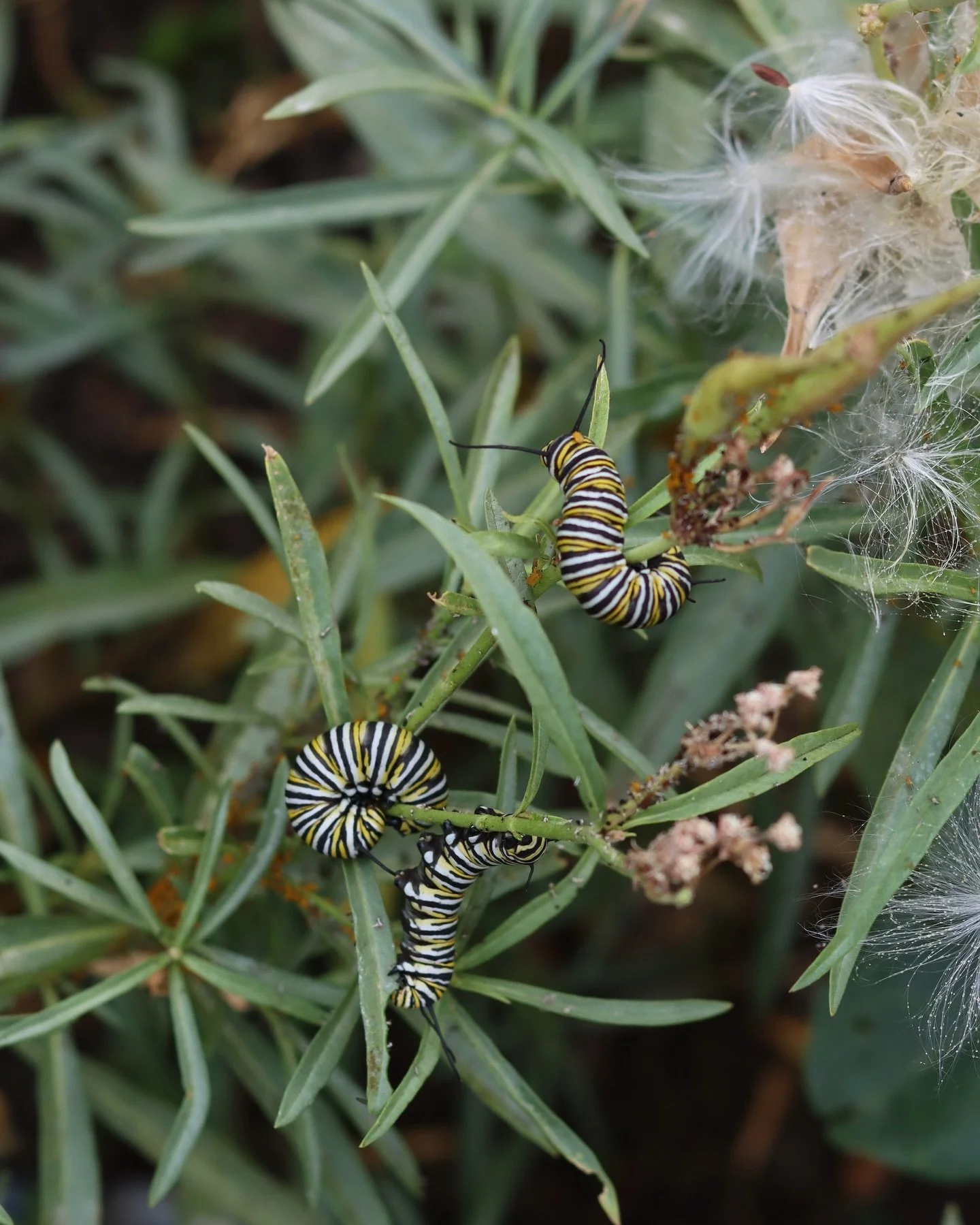 Here&rsquo;s hoping these beautiful monarch caterpillars have enough time to grow their wings and start their journey south before the weather changes in our area! It&rsquo;s been an incredible year for caterpillars on our narrowleaf milkweed (Asclep