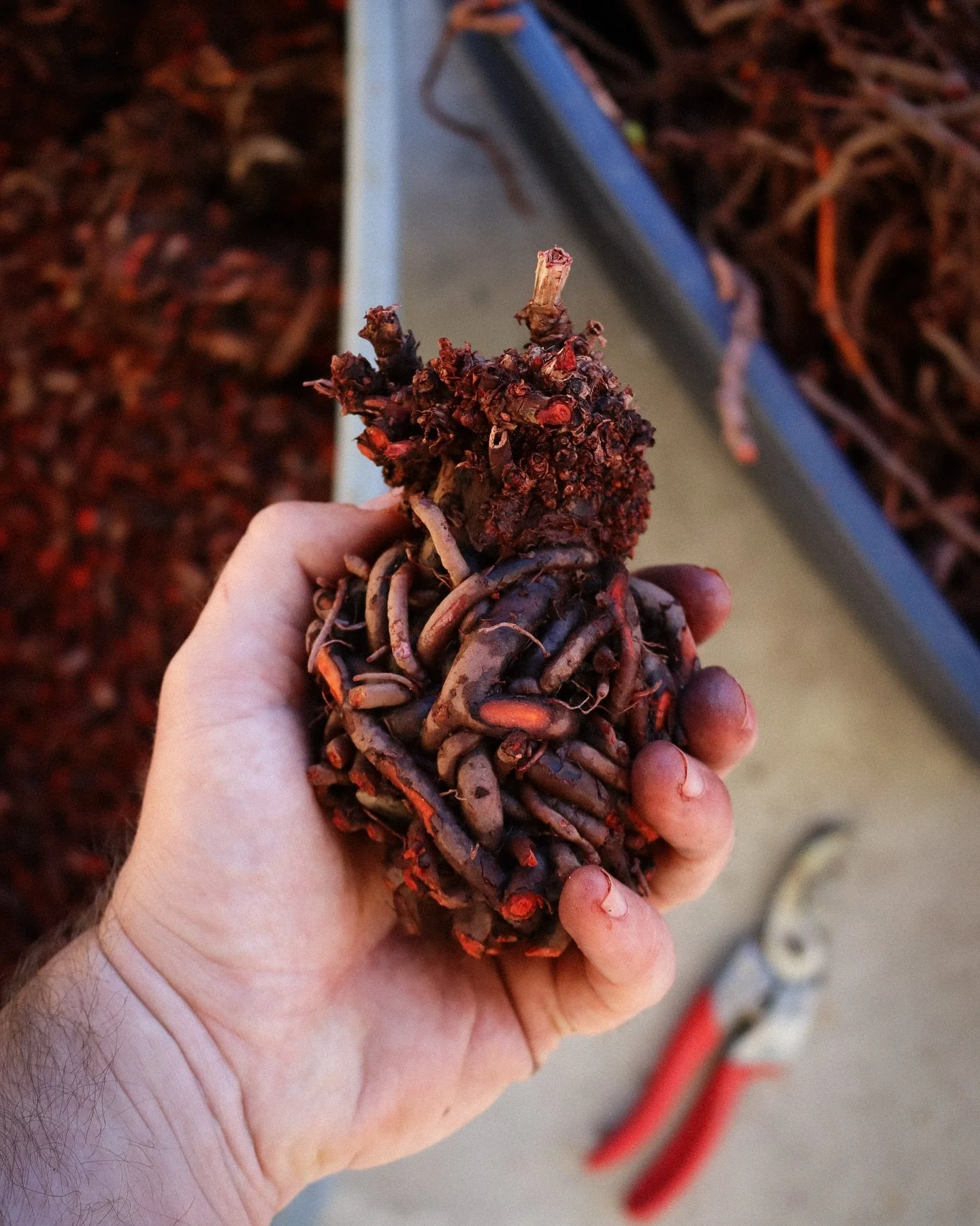 ❤️&zwj;🔥 madder heart ❤️&zwj;🔥 
Rubia tinctorum

💦 + 🌞 + 🌿 + 🤎 + 🗓️ = 🐦&zwj;🔥 

#naturaldye #madder #queenmadder #rubiatinctorum #dyeplants #alizarin
