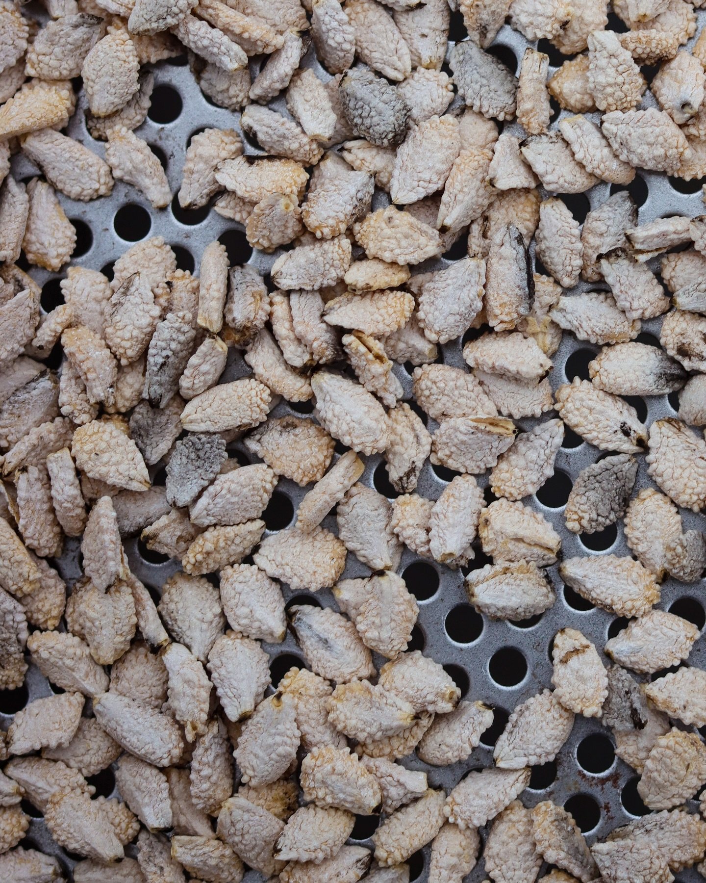 Eep! Within a week our 2026 online seed catalog will be ready! 🗞️ 💌 recipients will be the first to know when it&rsquo;s available! 

Pictured: Freshly cleaned devil&rsquo;s claw seeds
(Proboscidea parviflora)