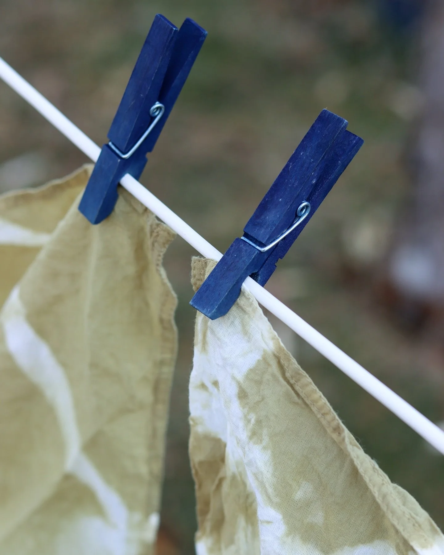 We&rsquo;re thrilled to welcome black-eyed Susan back to our catalog! This beloved perennial is a pollinator magnet and a wonderful natural dye plant, producing soft, sage-green hues on natural fibers. Pictured here are cotton bandanas tie-dyed with 