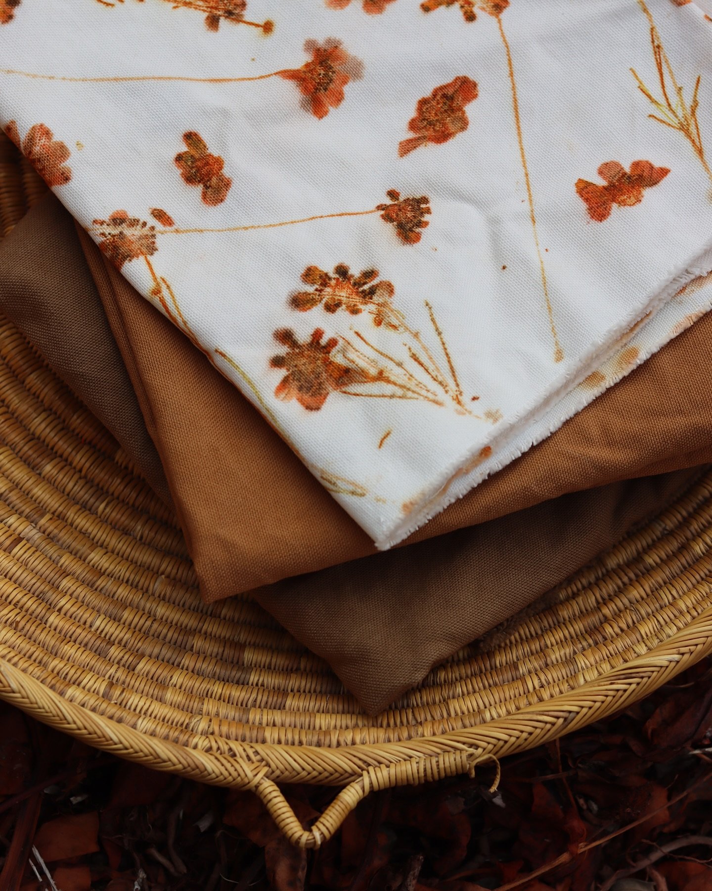 ✨Brunette Cosmidium✨ 
(Thelesperma burridgeanum)

#dyeplants #naturaldye #greenthread #cosmidium #flowerfarmer