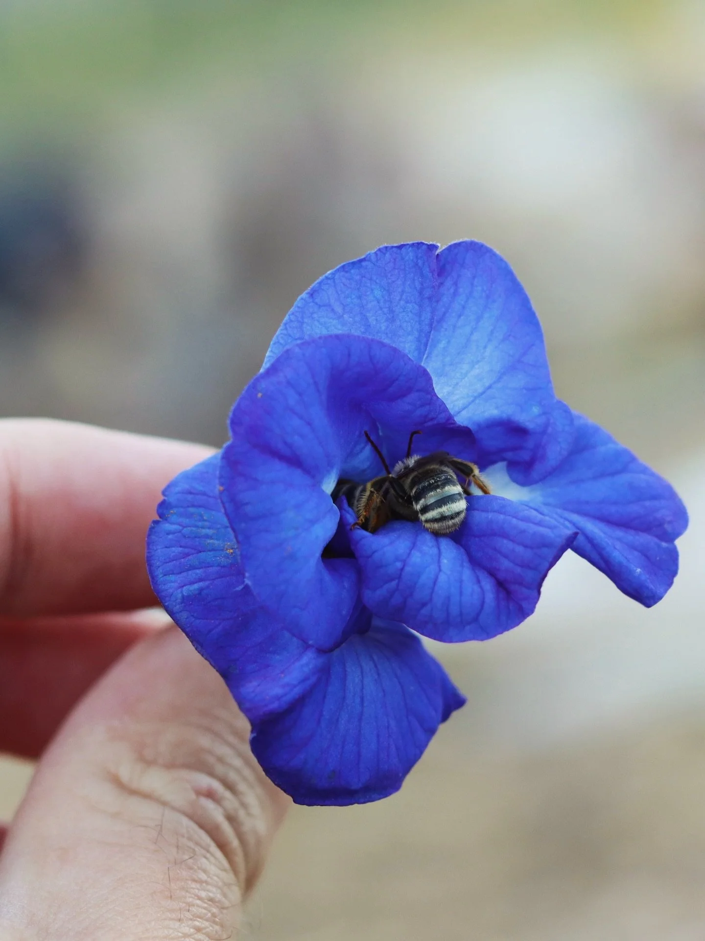 Giveaway time! It&rsquo;s been a while since our last emoji poem contest, so let&rsquo;s bring it back.

This time, capture this moment: a native bee fast asleep inside a doubled butterfly pea flower&hellip; using only emojis. 

We&rsquo;ll pin our t