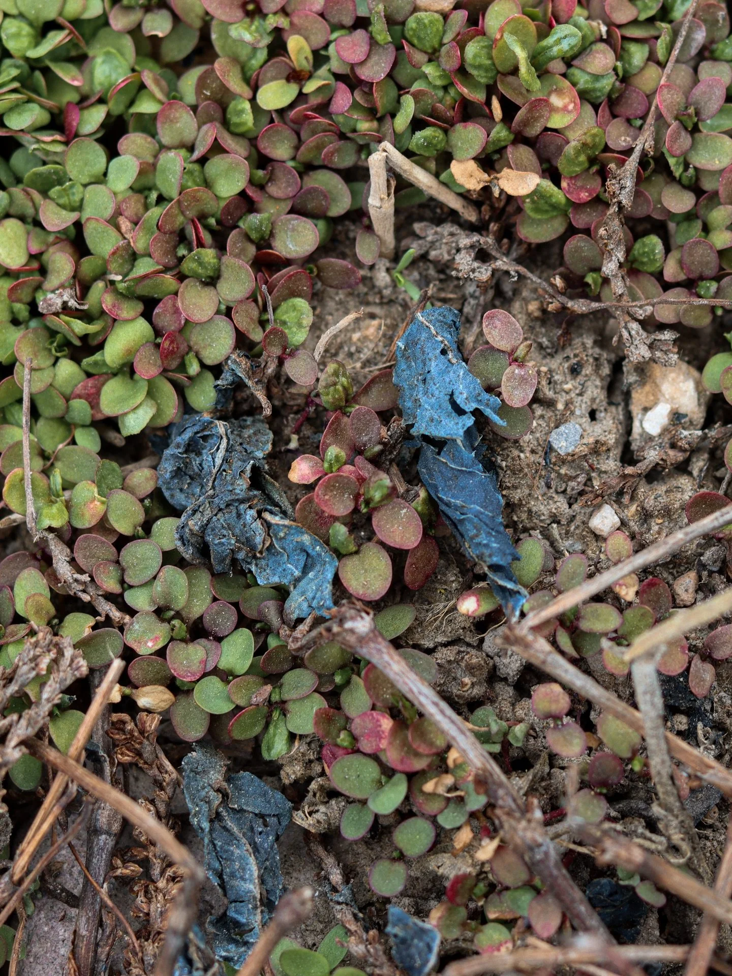 Last year&rsquo;s Japanese indigo leaves showing this year&rsquo;s volunteer seedlings the way 💙 

#persicariatinctoria #JapaneseIndigo