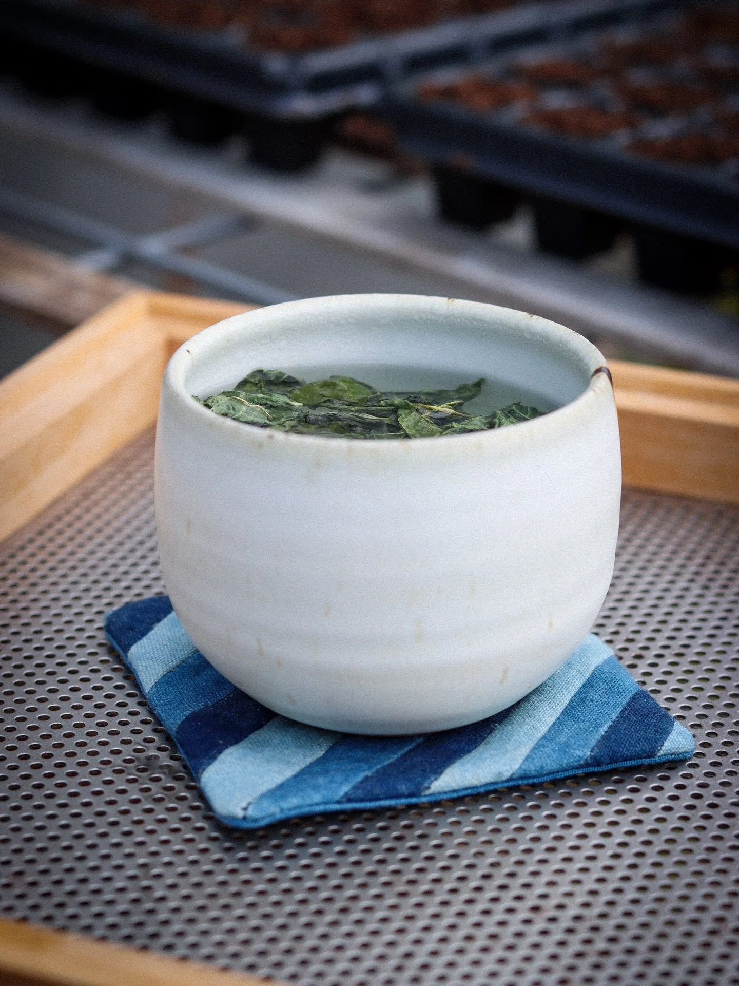 Marking the sowing of Japanese indigo seeds with a cozy mug of tea from last year&rsquo;s indigo harvest 💙 
✨🍵✨

#japaneseindigo #persicariatinctoria #naturaldye #dyegarden