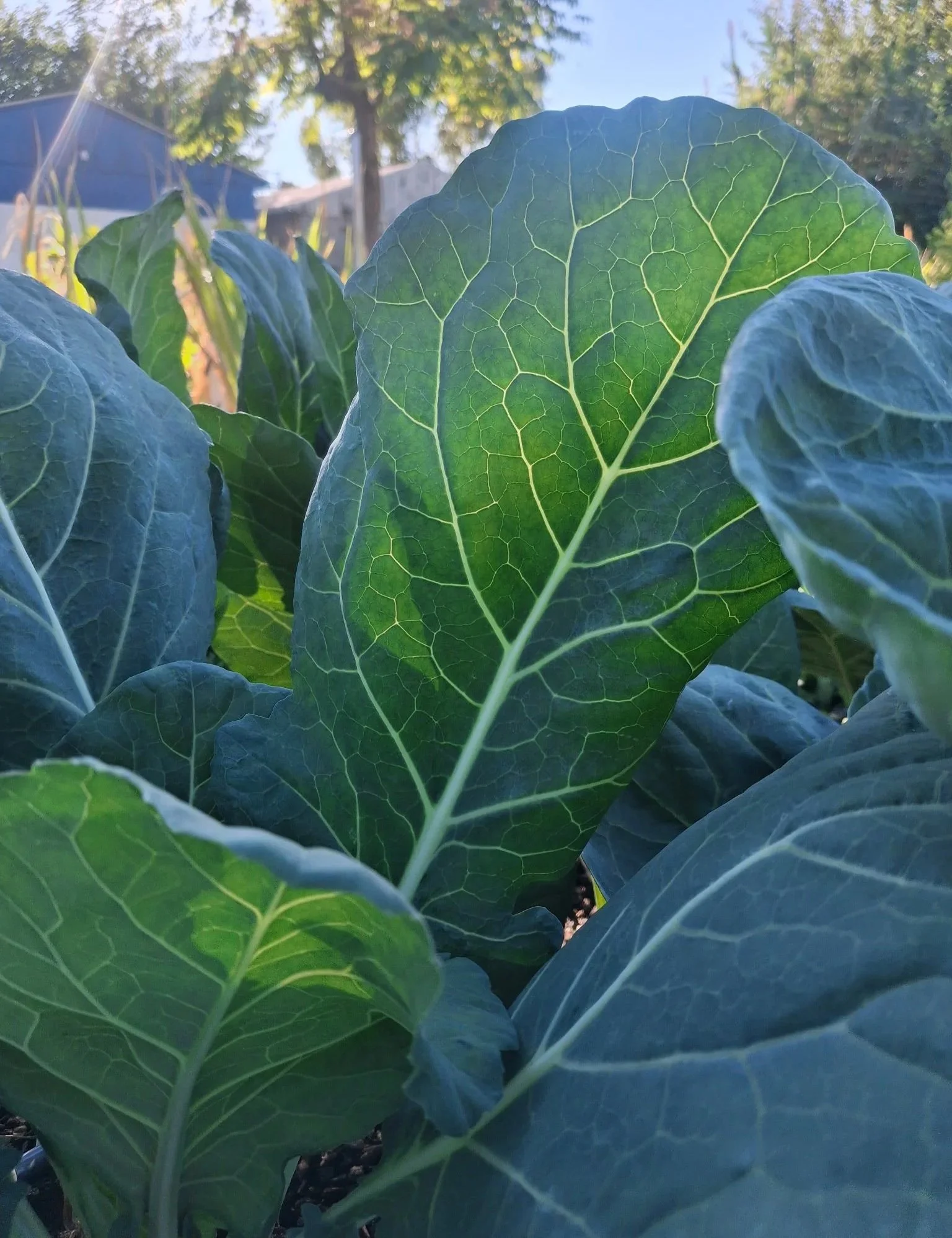 heathardycollards.jpg