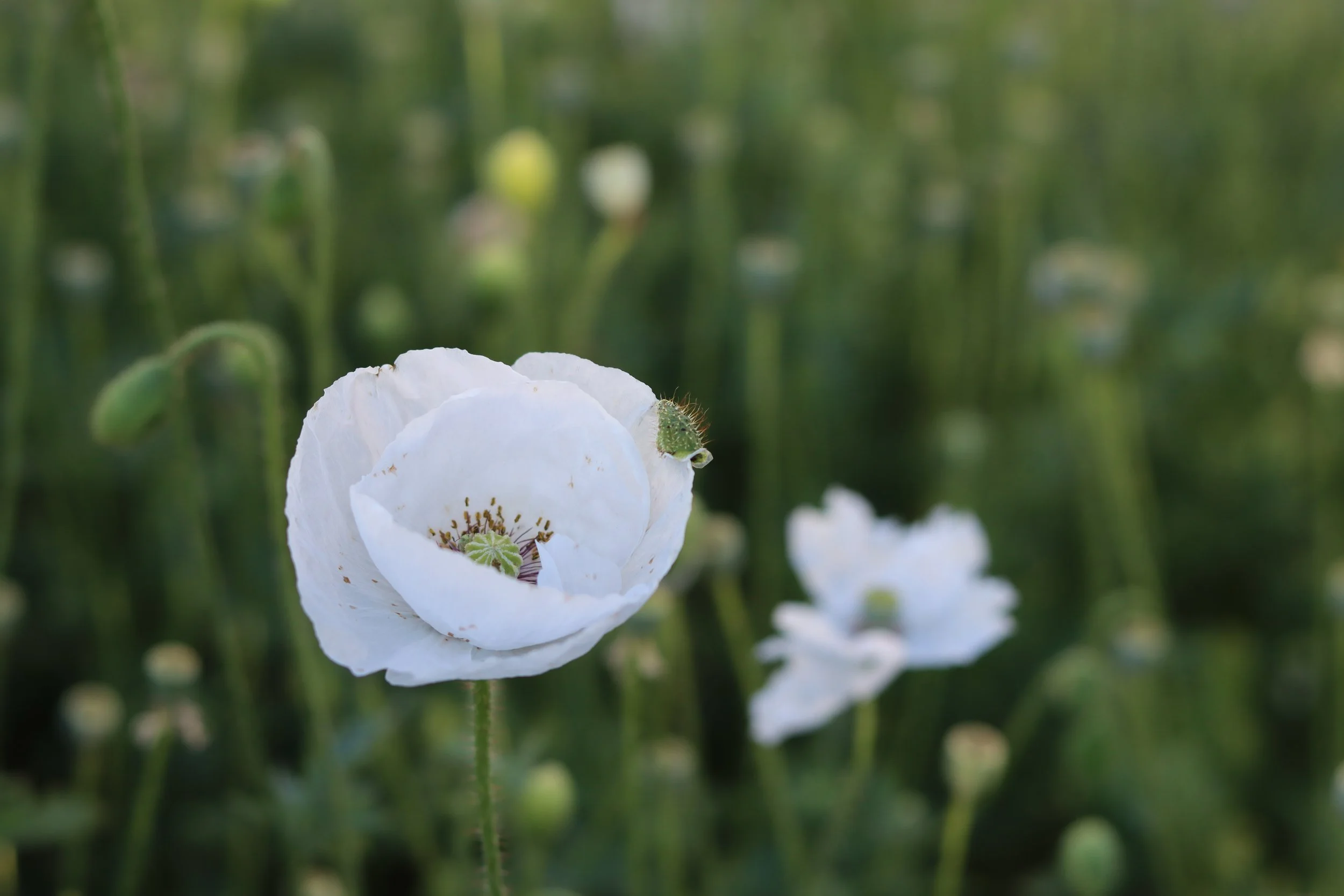 Pearly Panther Poppy Mix — Grand Prismatic Seed