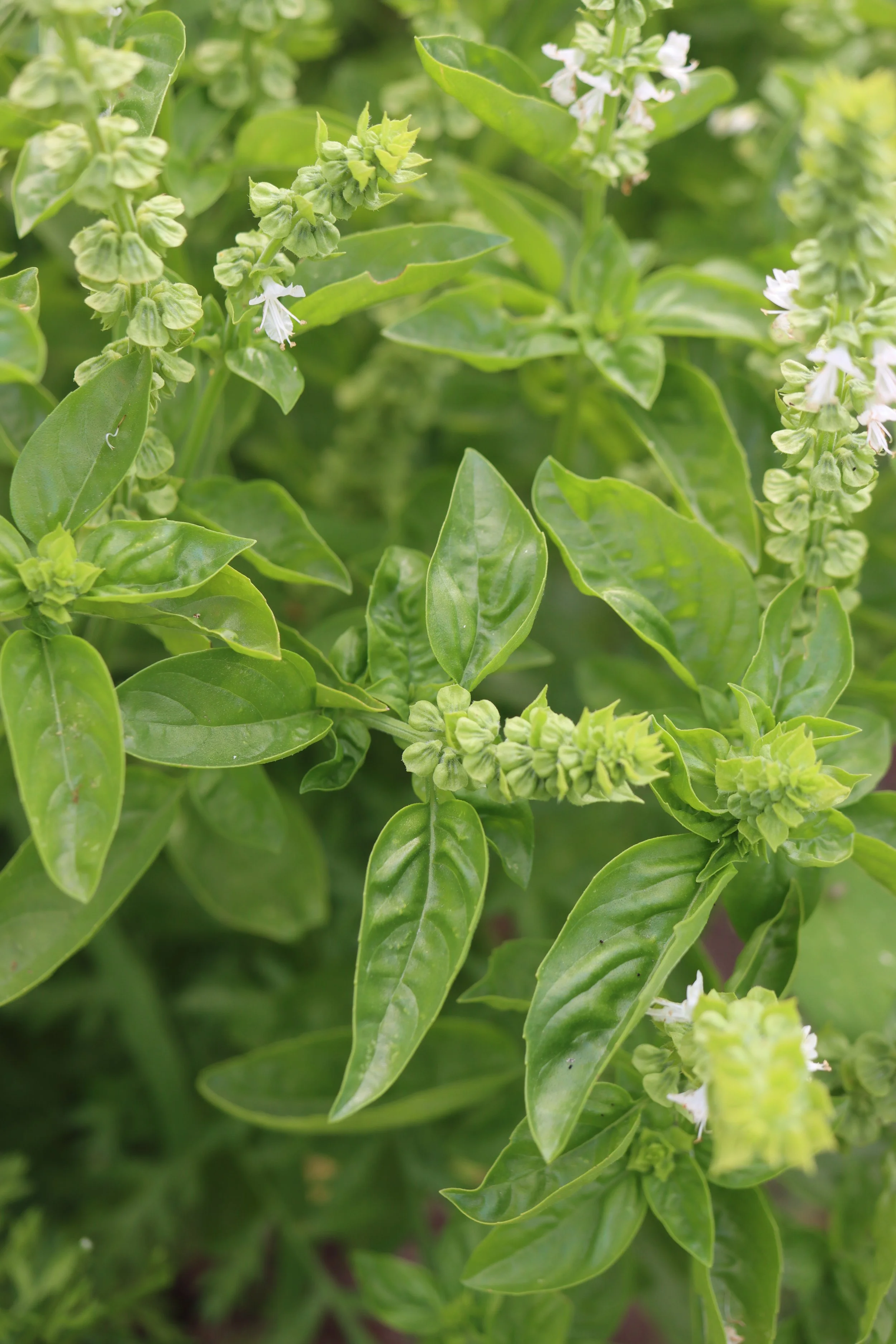Genovese Basil
