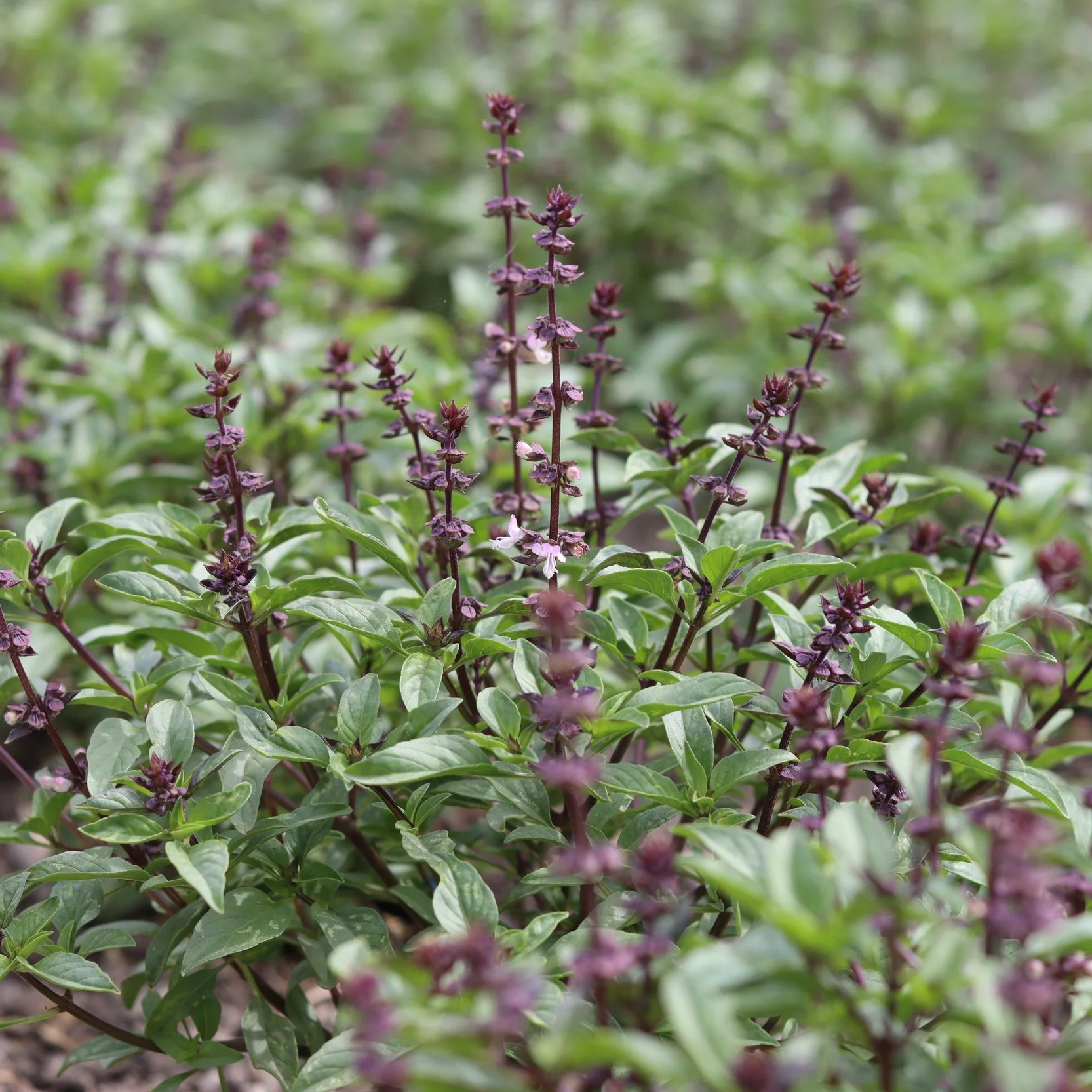 ThaiBasil.png