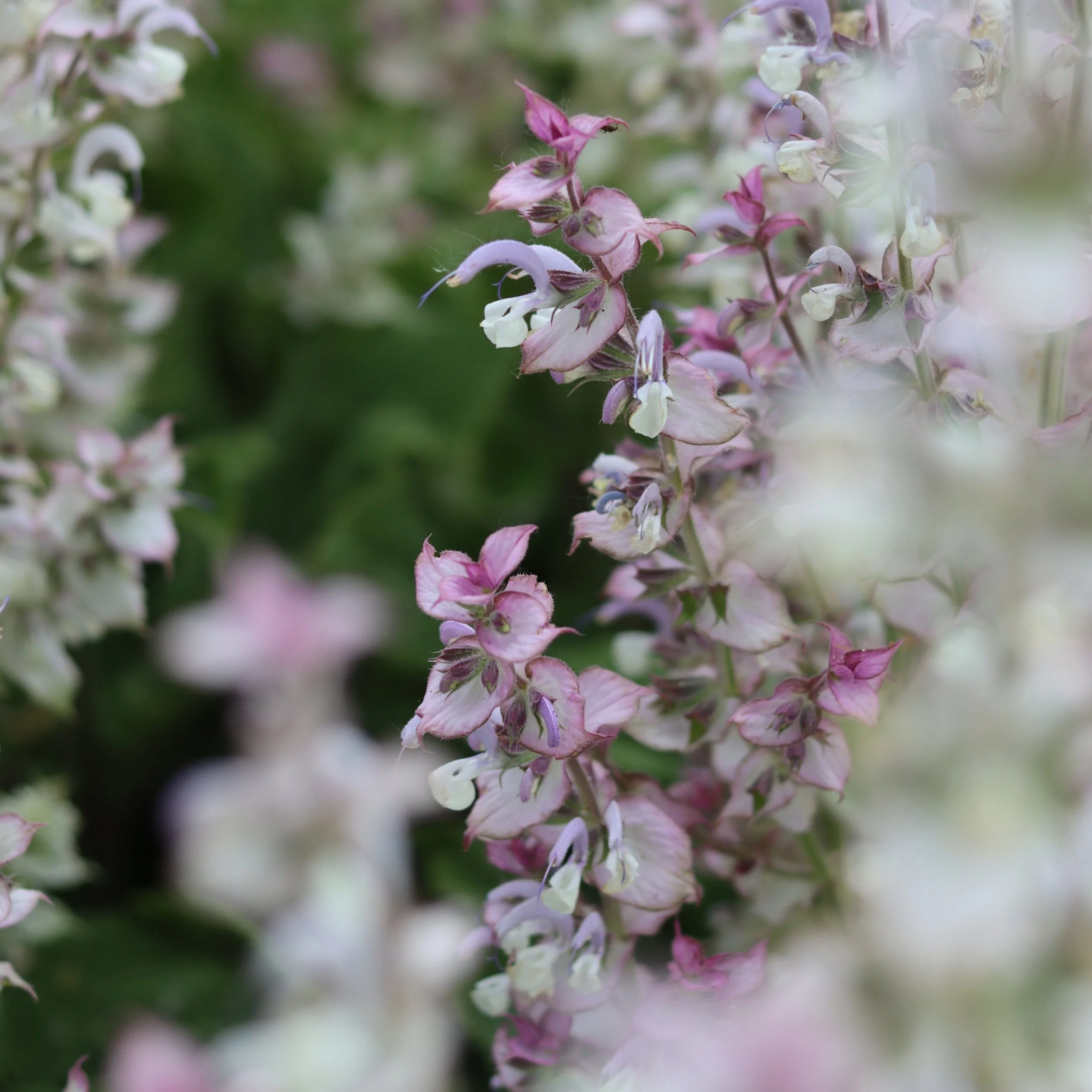 Clary Sage