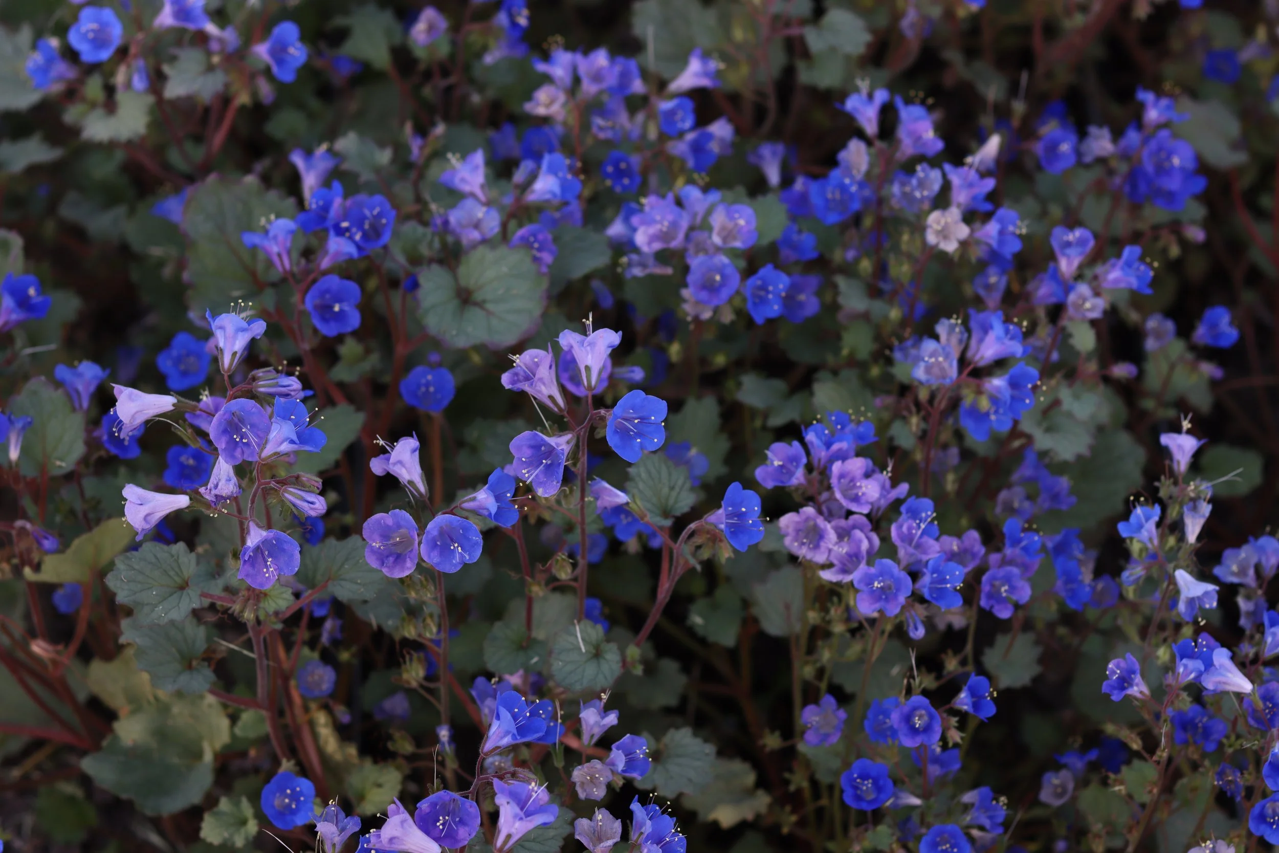 Desert Bluebells — Grand Prismatic Seed