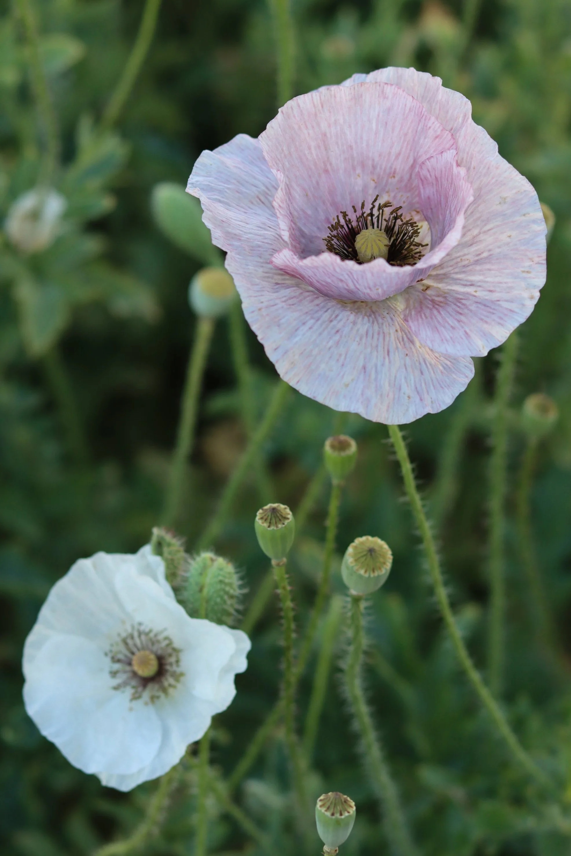 Pearly Panther Poppy Mix  Grand Prismatic Seed