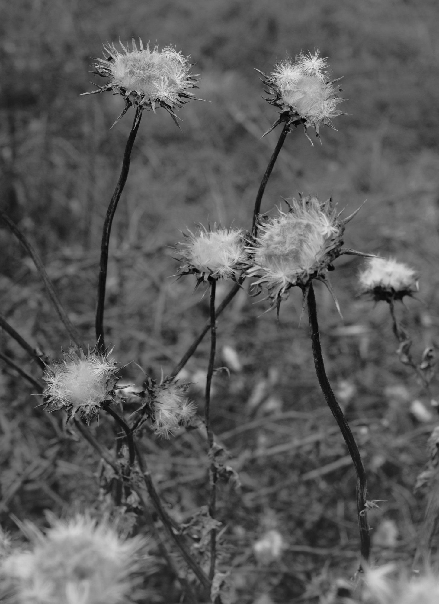 County Road — TRESPASSER