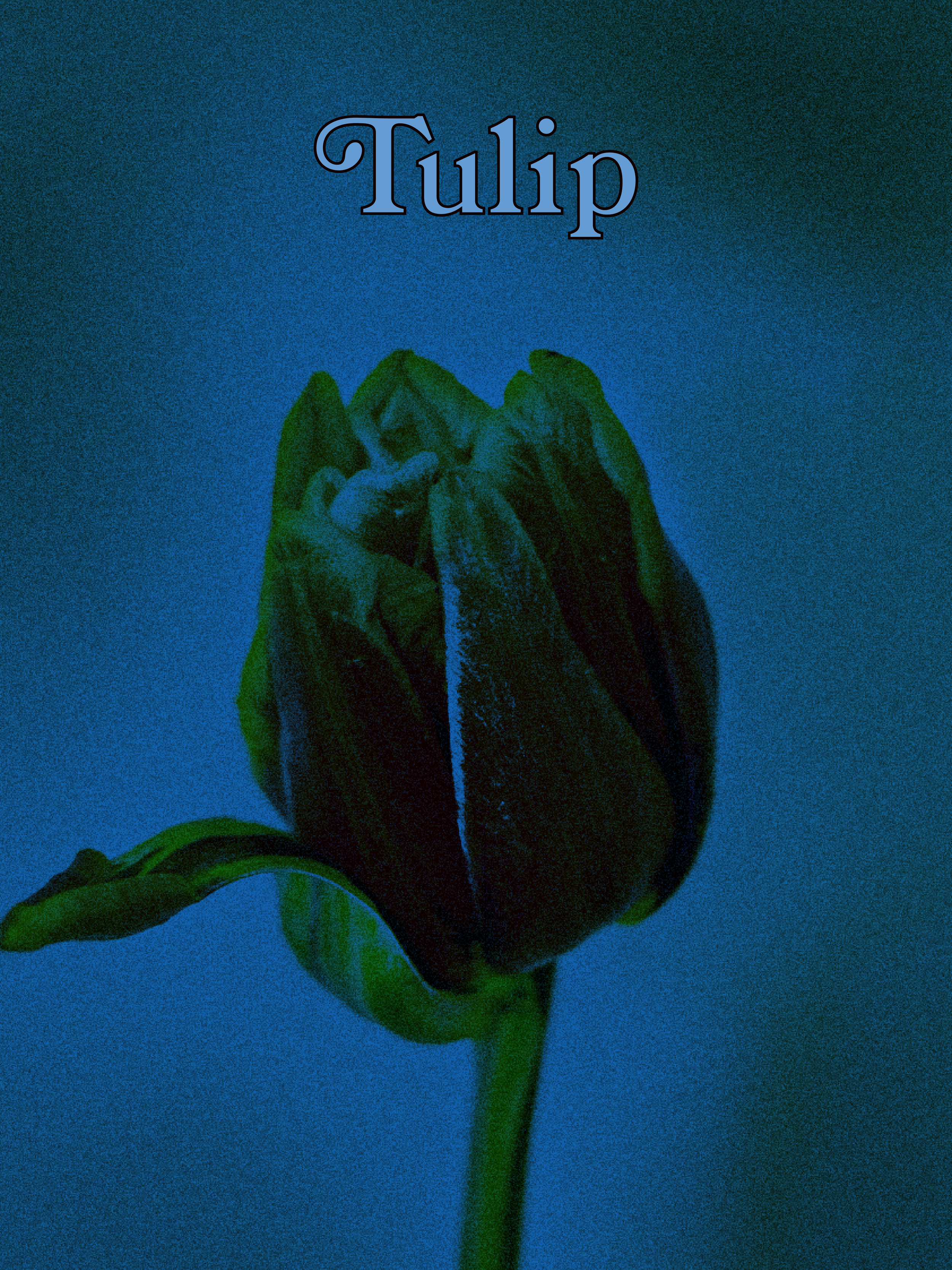 IMG_7286.PNG