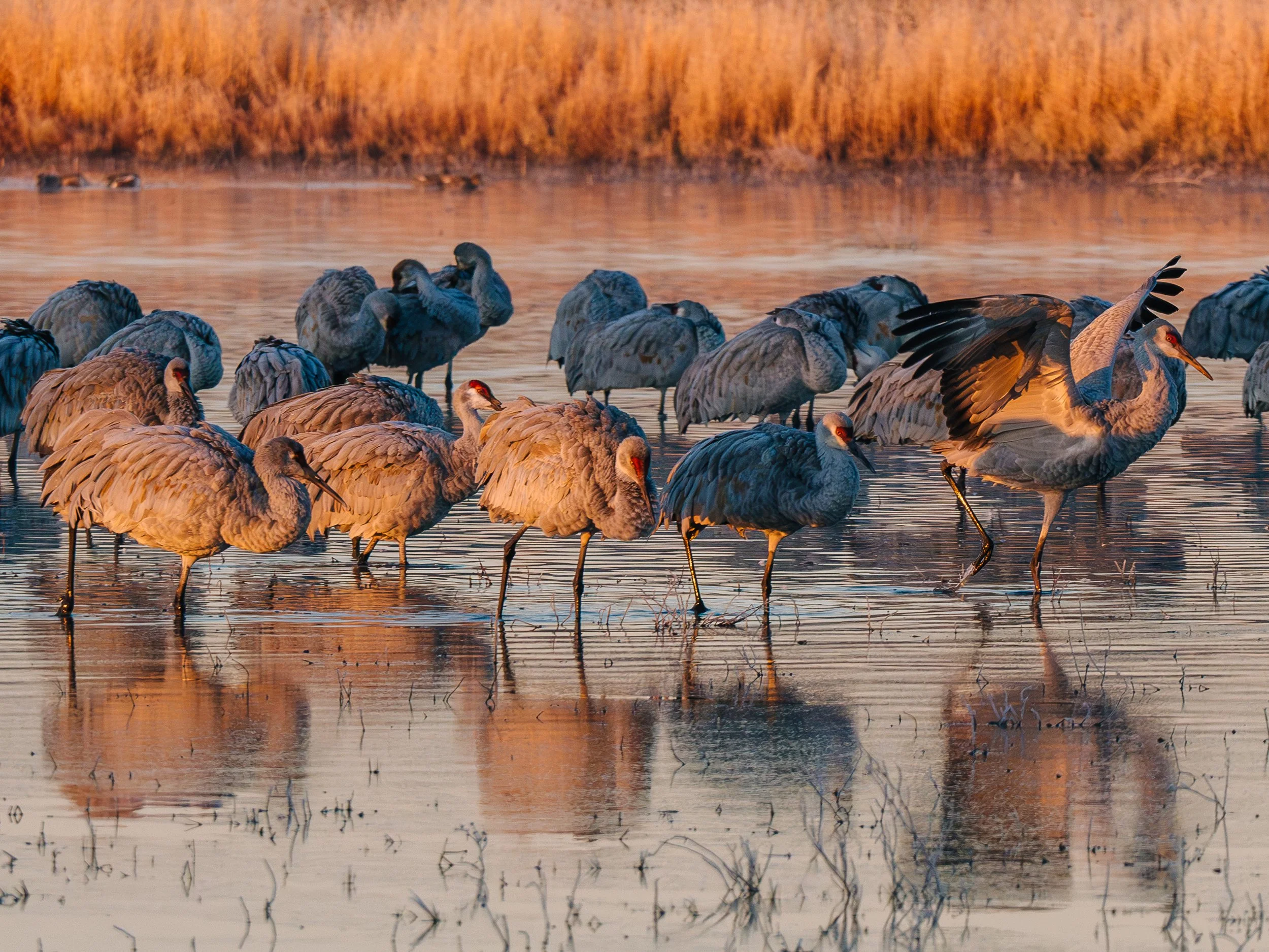 20250103_Murphy_Sandhill_Cranes_RE_Export_001.jpg