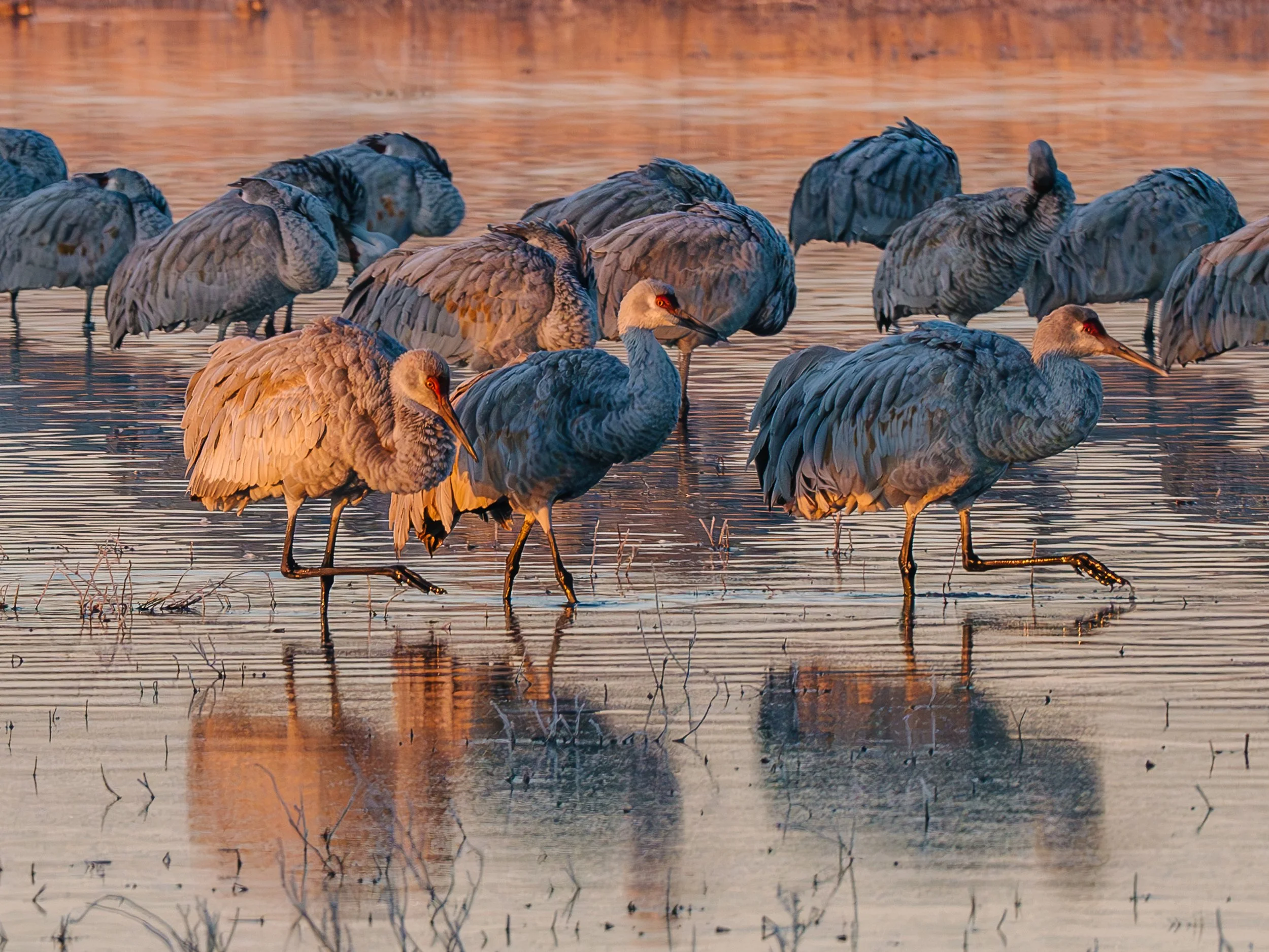 2024_Murphy_Sandhill_Cranes_Bosque_Re_Export_004.jpg