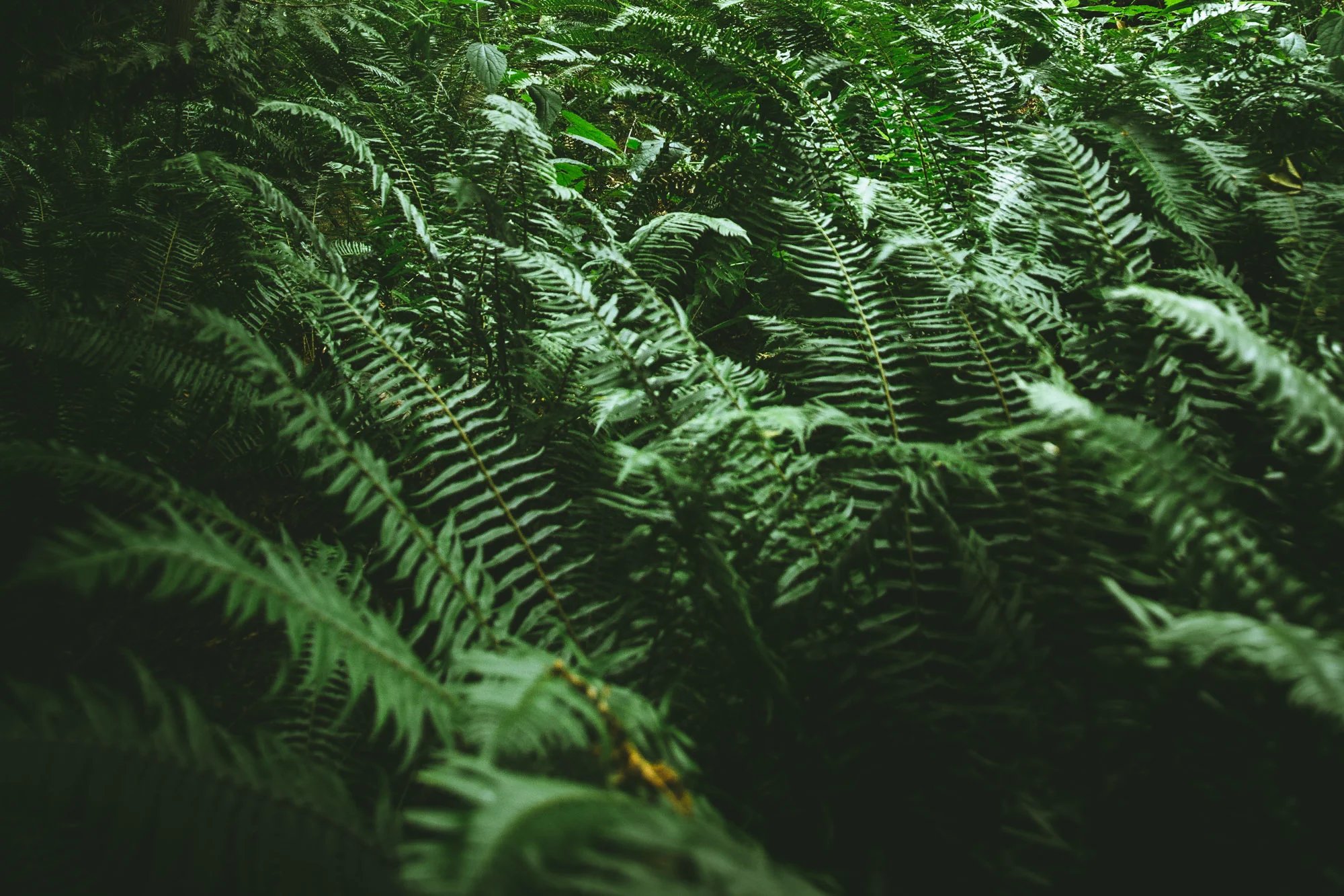 Sea of Green.jpg