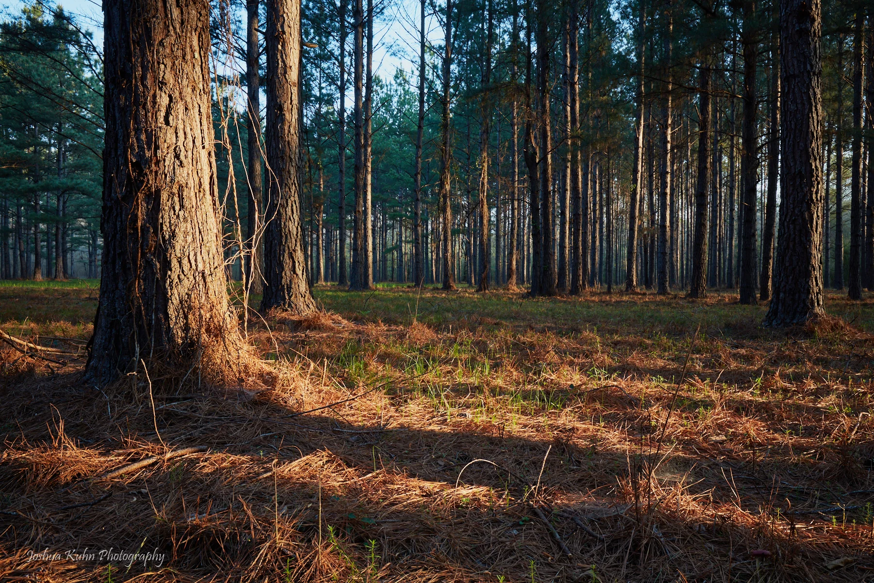 Mississippi Woods