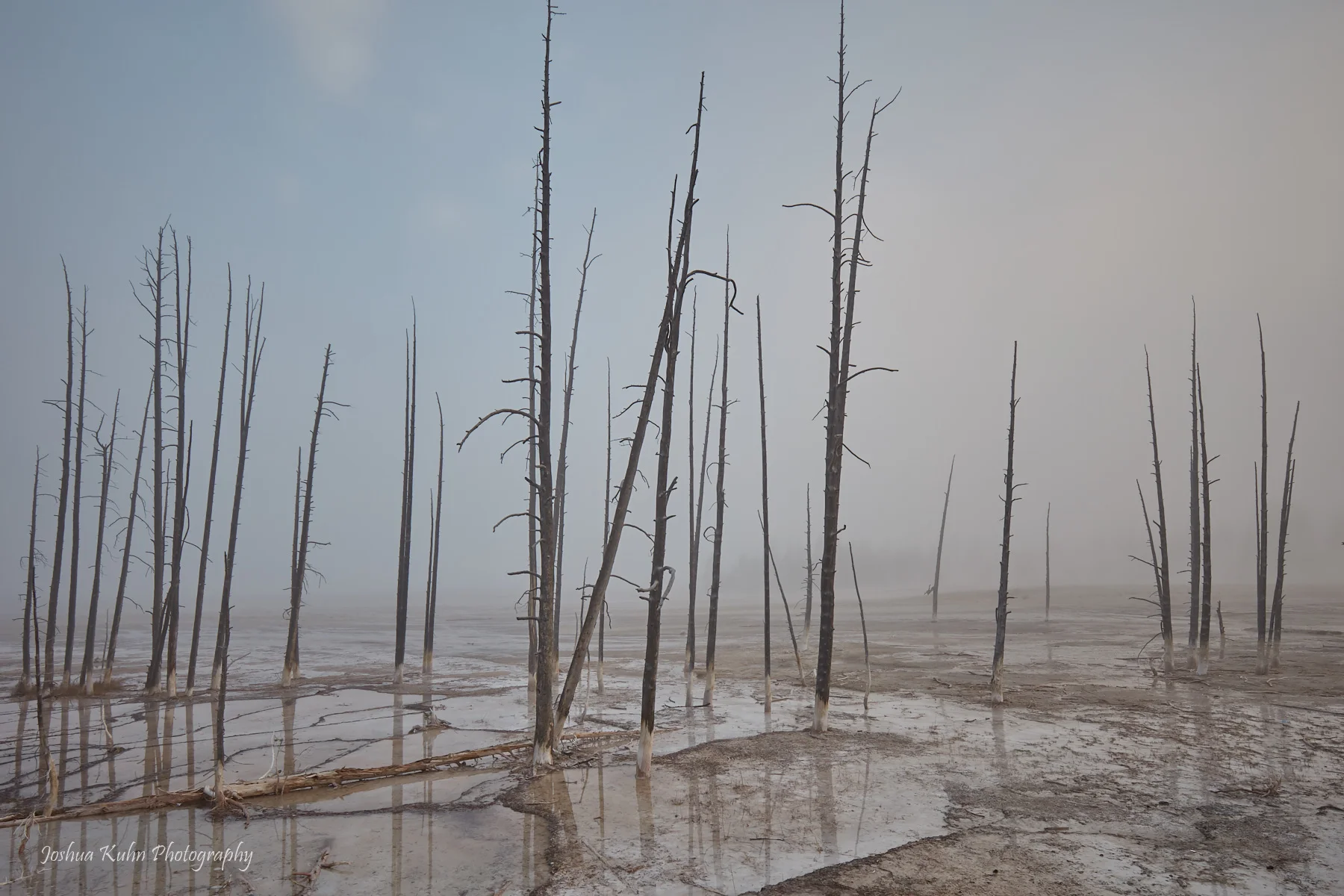 Dead Fog