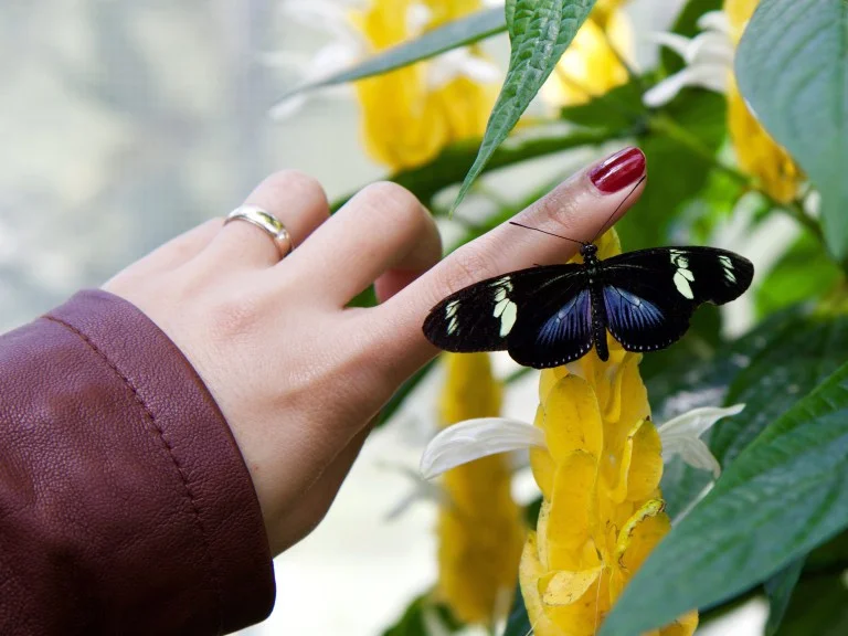 butterfly.jpg