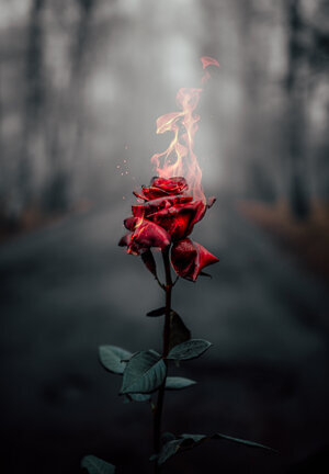Recovery is like a burning rose....