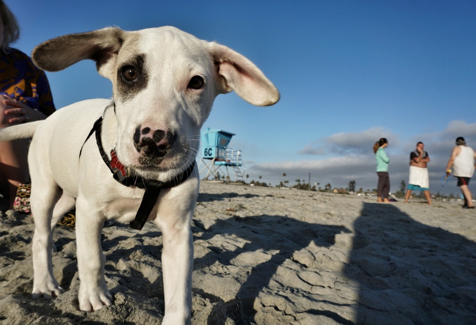 Beach Walks