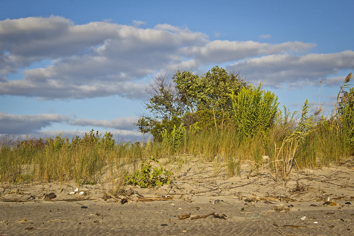 Grasses
