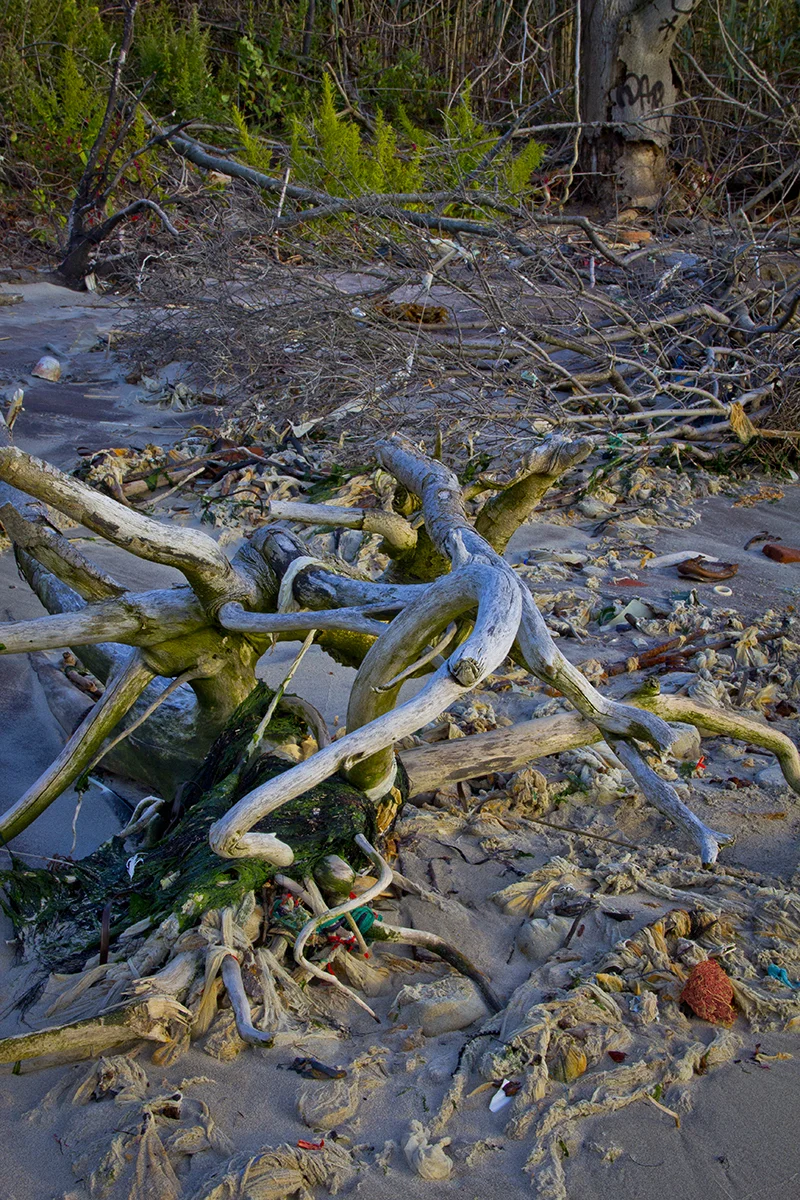 Branche.jpg