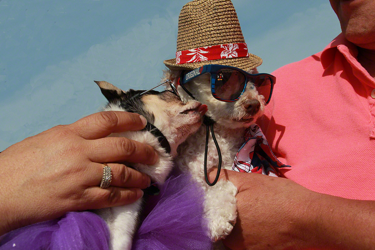 Two Dogs in Sunglasses.jpg