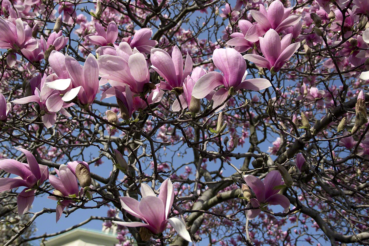 Vibrant pink magnolia flowers against blue sky.jpg