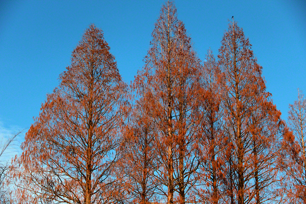 trio of trees.jpg