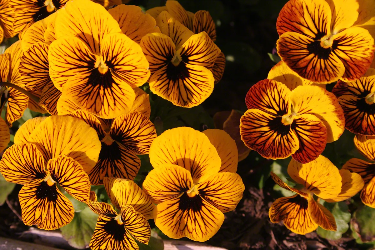 pansies.jpg
