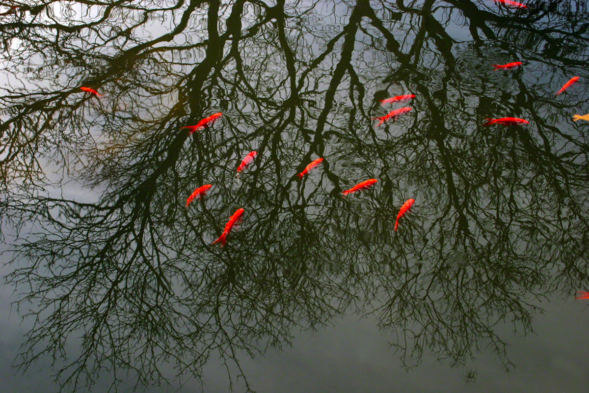 Fish in trees BBG altered.jpg