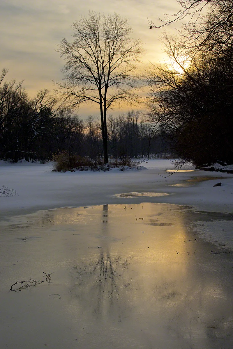 Winter into Spring_tree and reflection at sunset.jpg