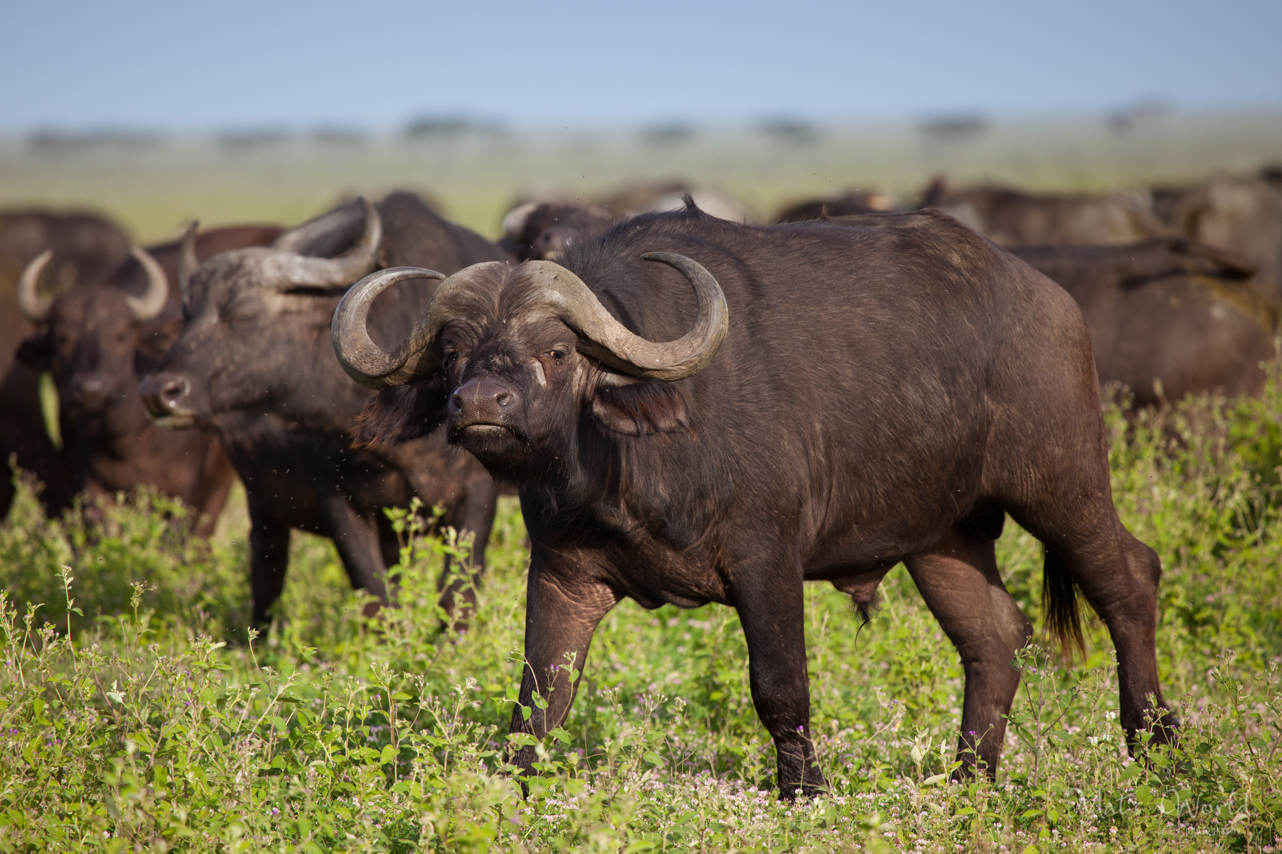 Love those Buffalo’s horns.