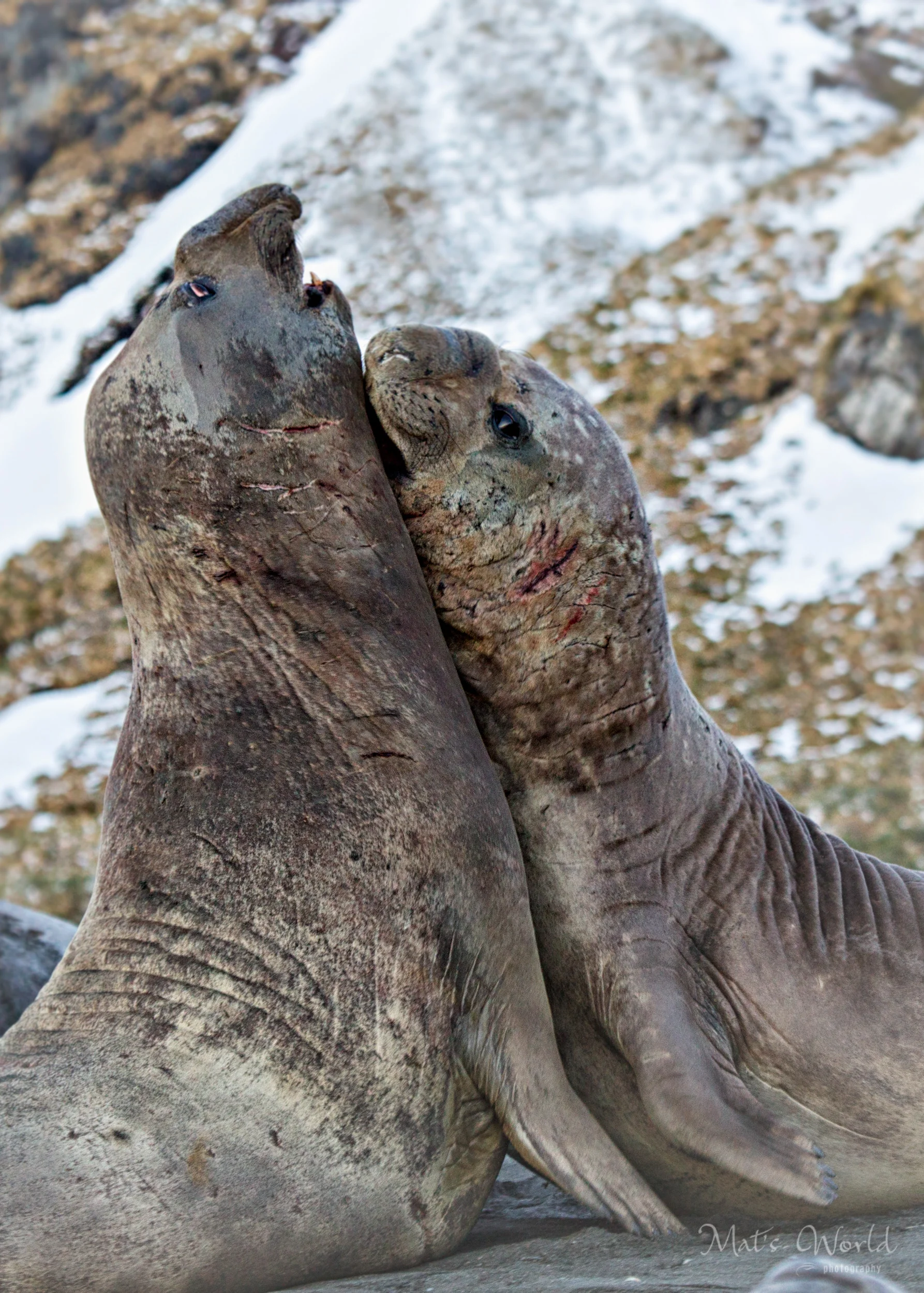  It’s hard to describe the size and power of an elephant seal. 