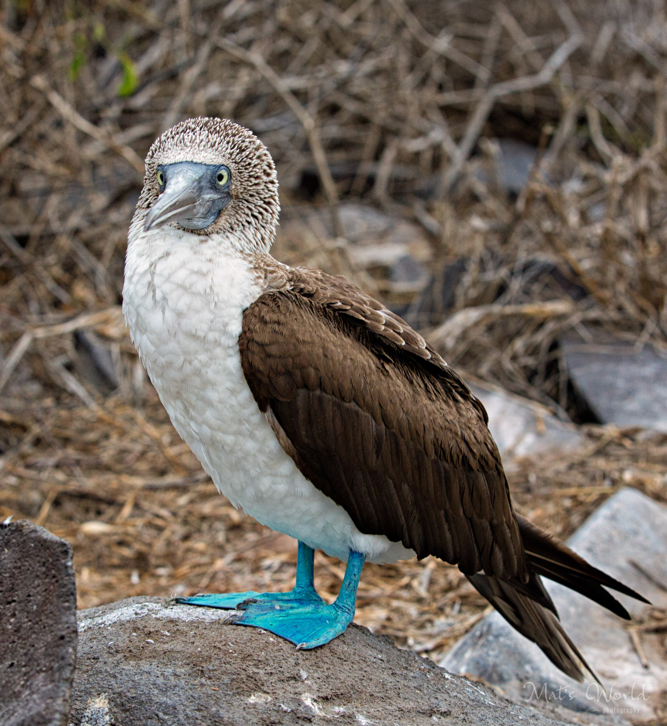 Blue Footed Boobie in the Galapagos.
