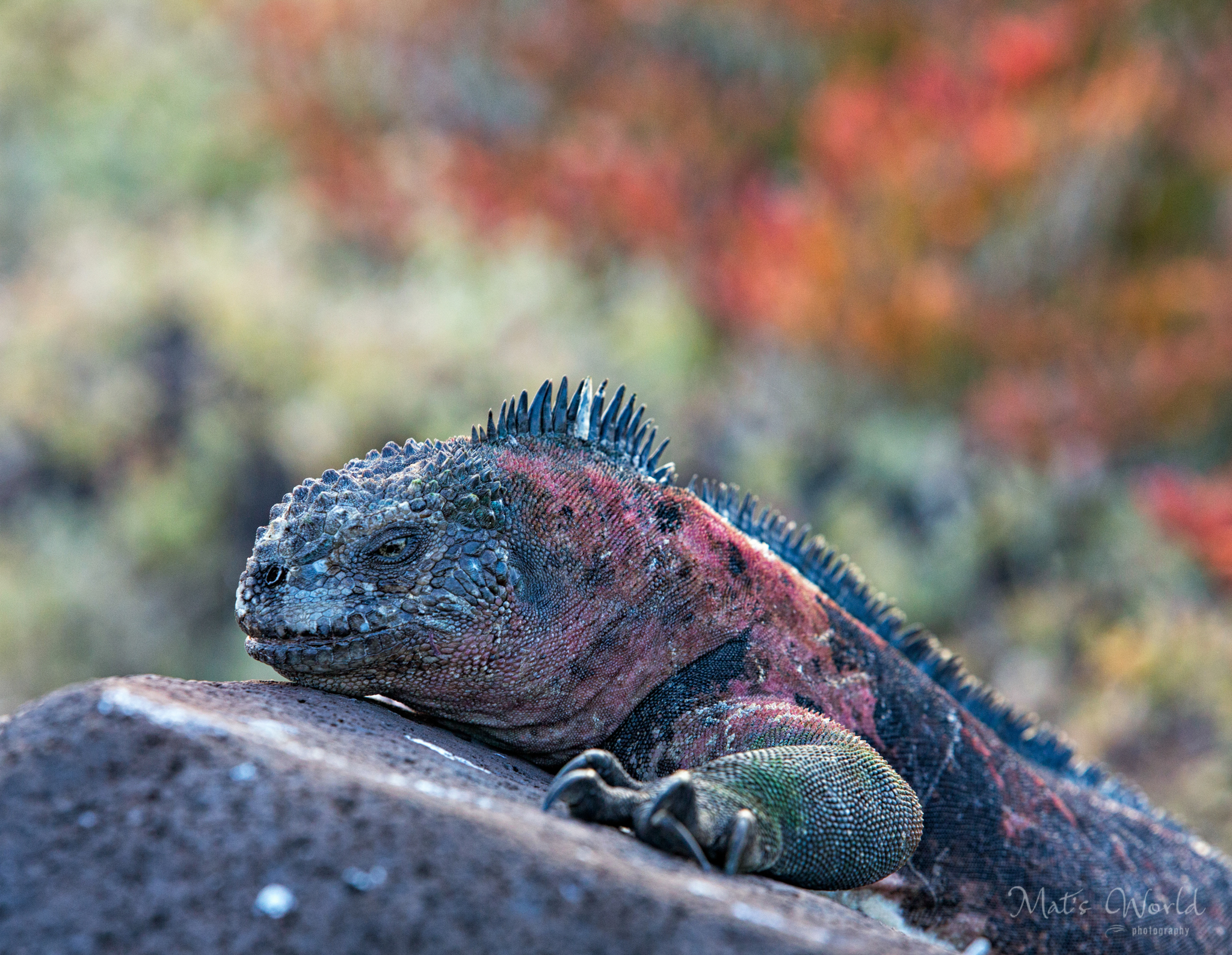 IguanaColor.jpg