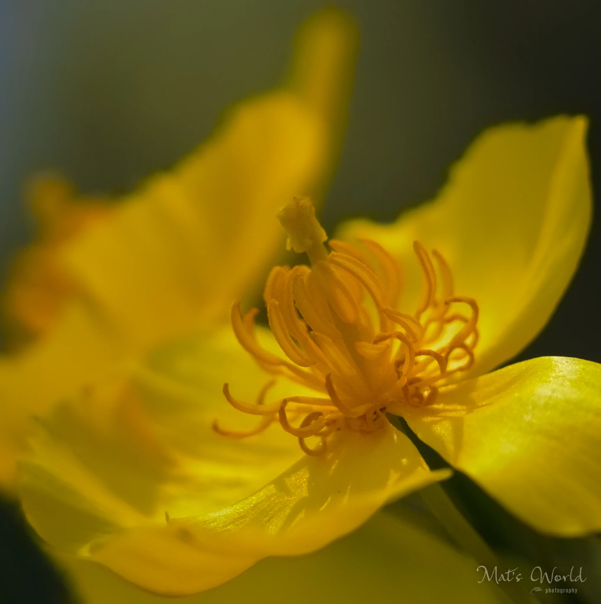 Flower1 (1 of 1).jpg