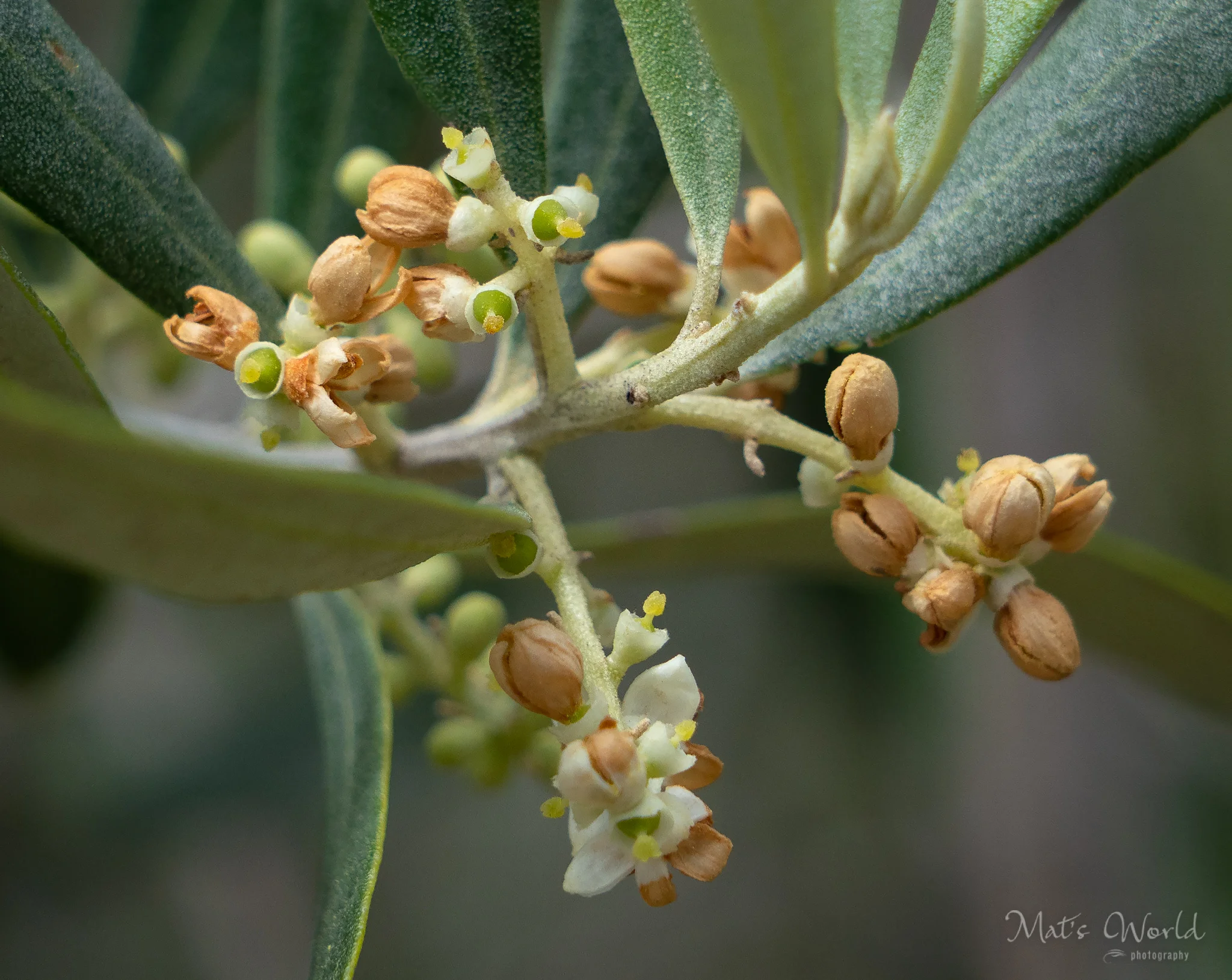 OliveYoungsters (2 of 2)-2.jpg