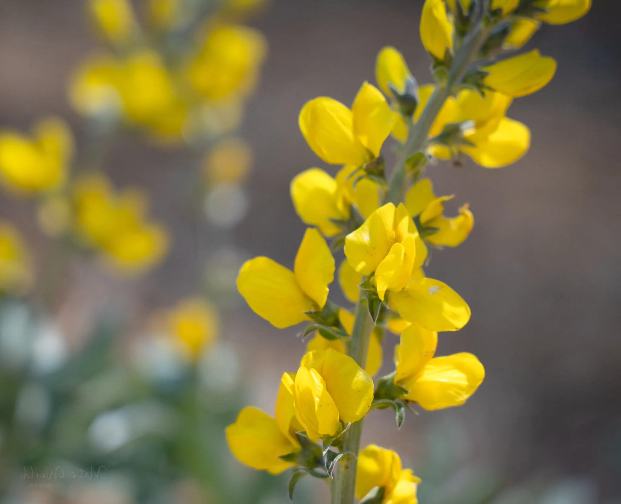 Yellow Lupine (1 of 1).jpg