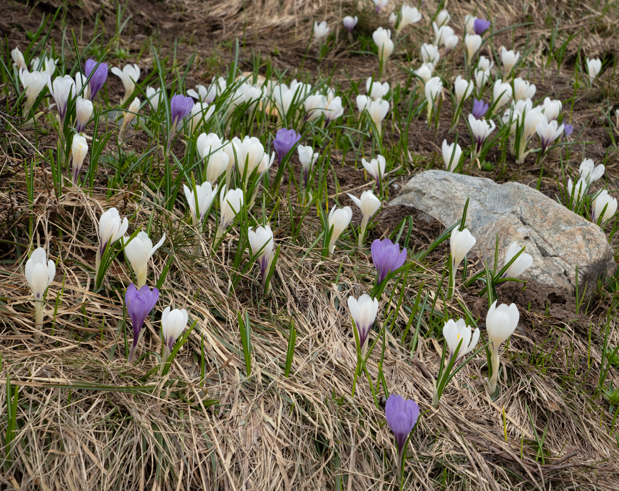 “Colchiques des Alpes” flowers everywhere. They are beautiful, but quite toxic, unfortunately.