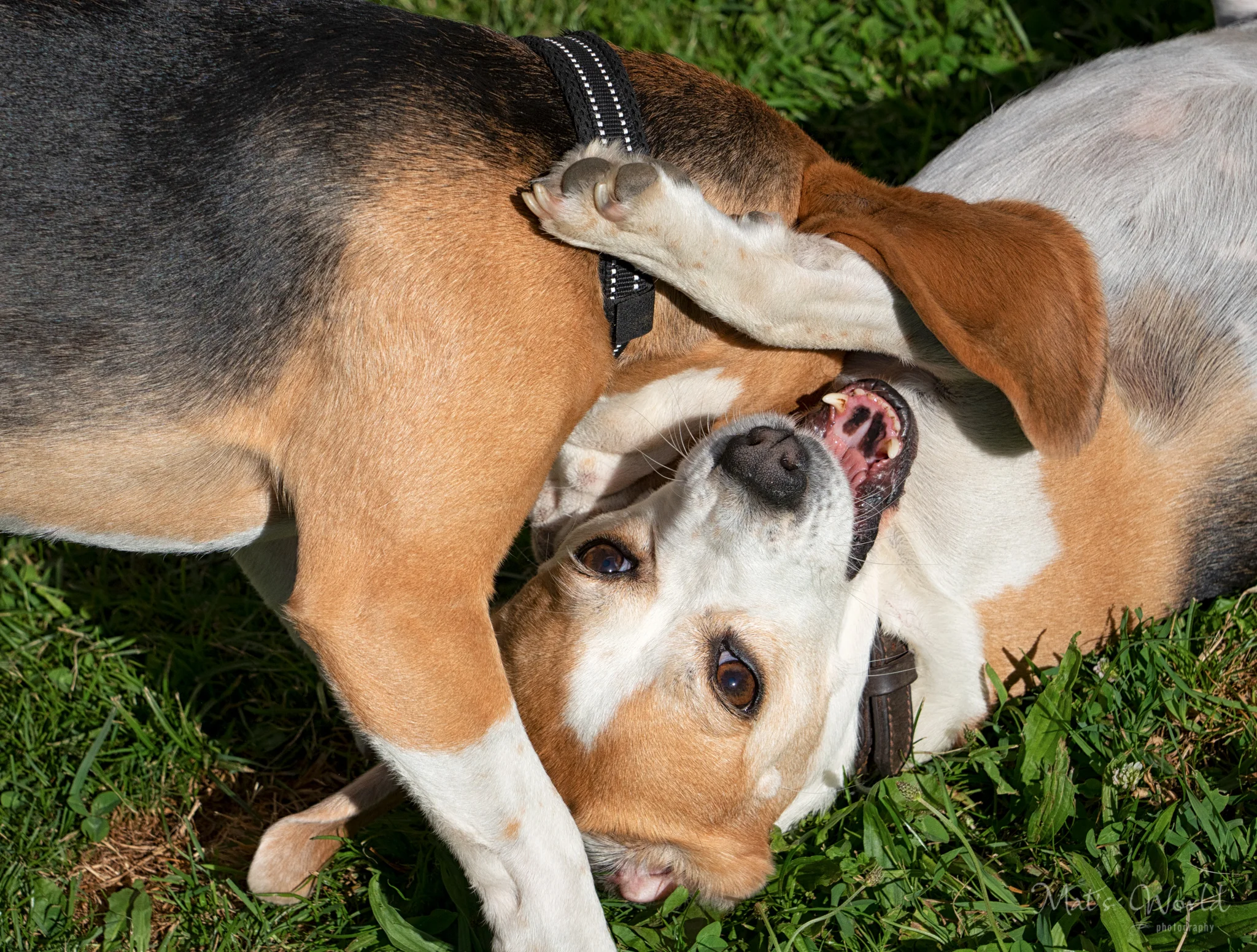 BeaglesBlog (2 of 3).jpg