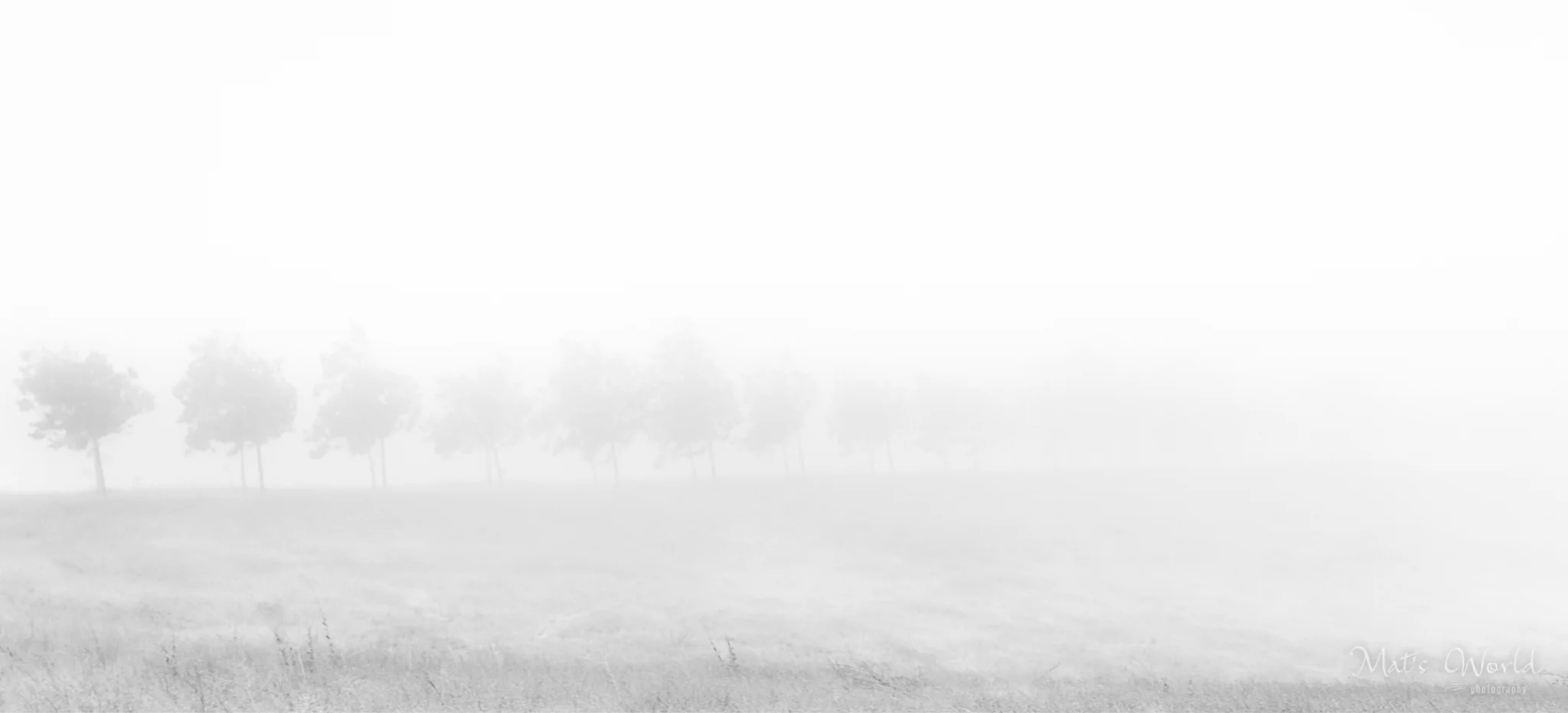 Fog (1 of 1).jpg