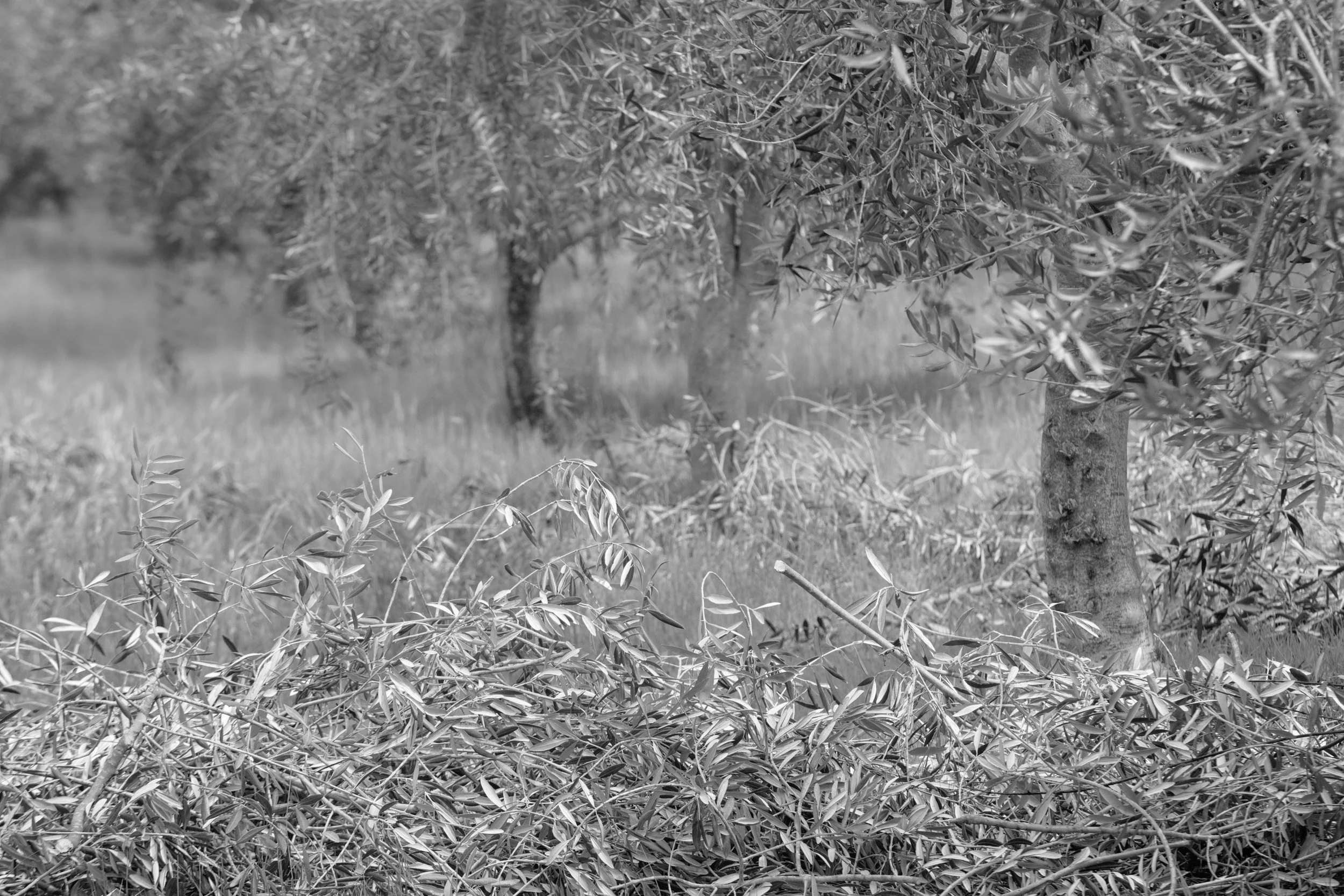 Life of an Olive: Pruning Time