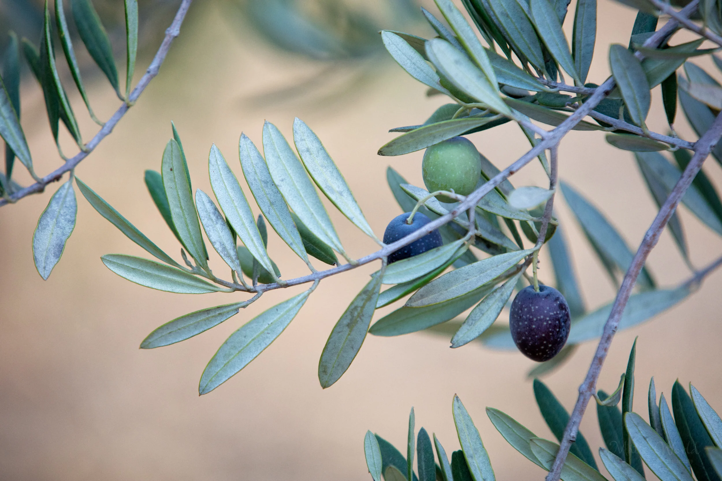 Olive365ANAReposto (1 of 1).jpg
