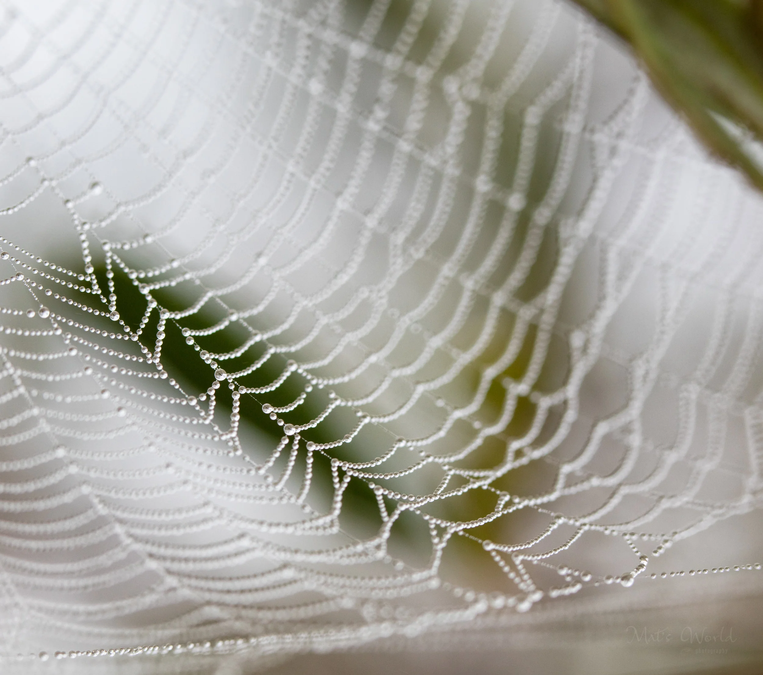 Olive365ANARepost (4 of 37).jpg