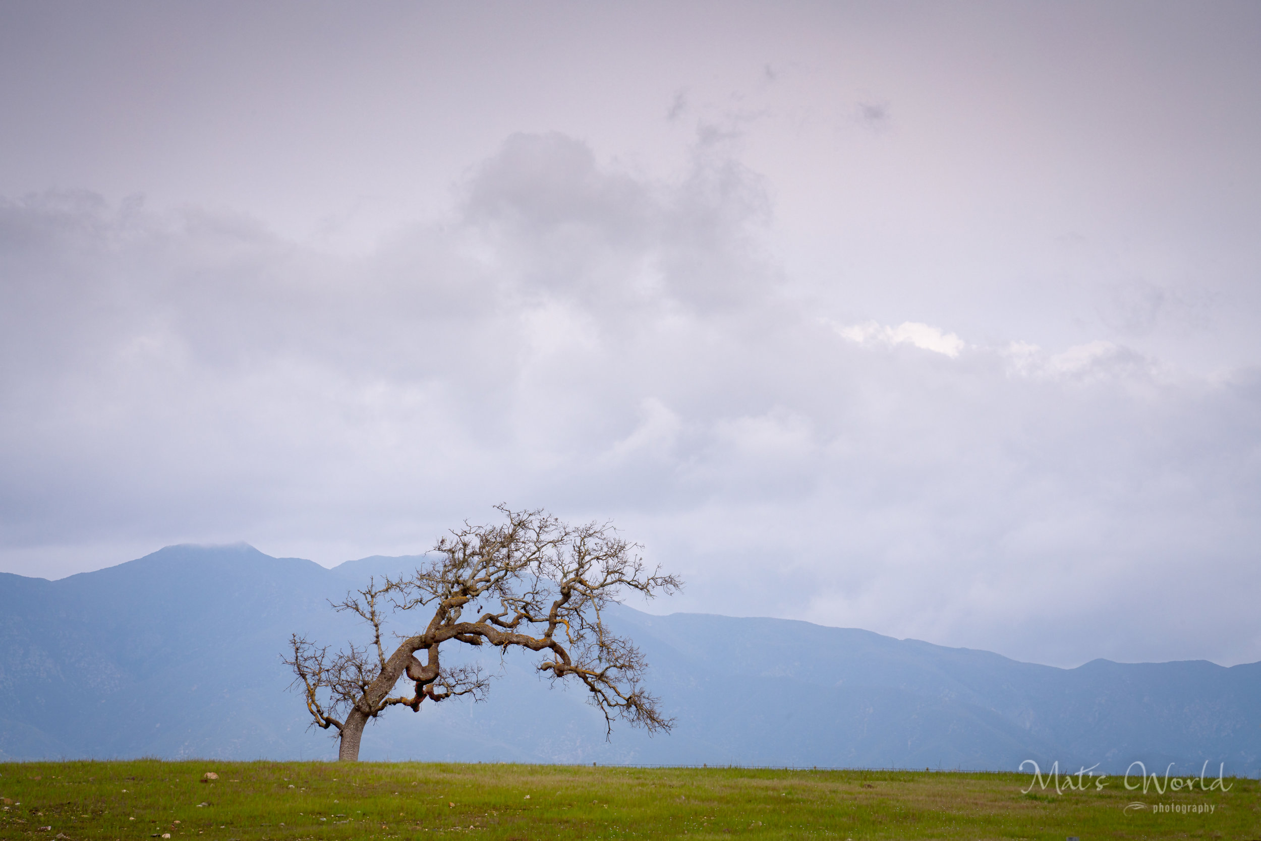 Just a Tree