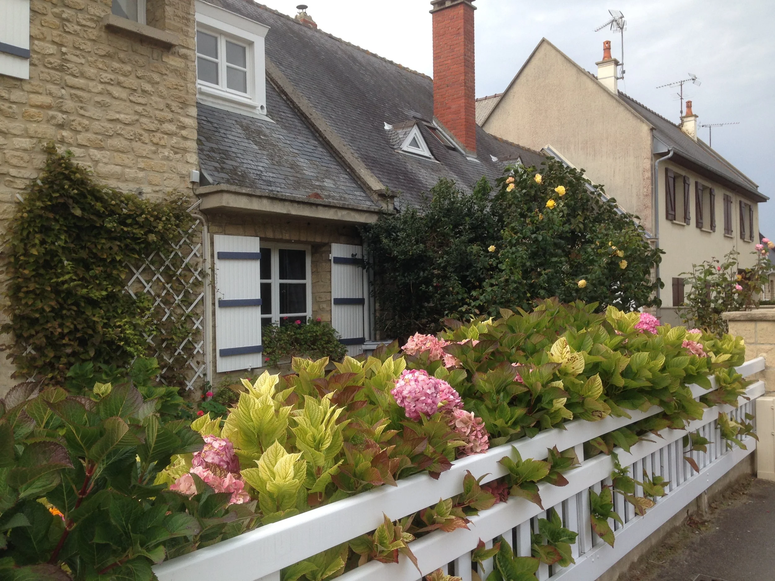  Flowers at a home in Arromamches, home of the artifical port. 