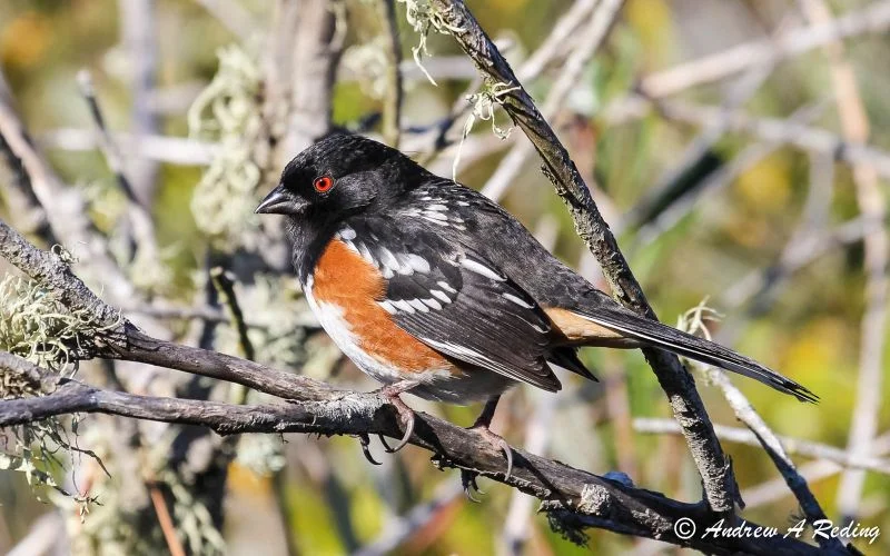 Spotted-Towhee-male.jpg