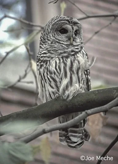 BarredOwl.jpg
